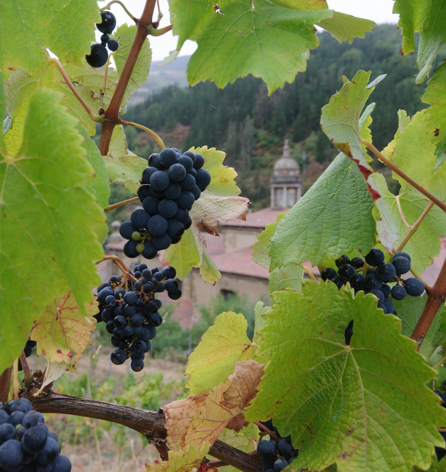 Bodegas Monasterio de Corias, por Ignacio Izquierdo