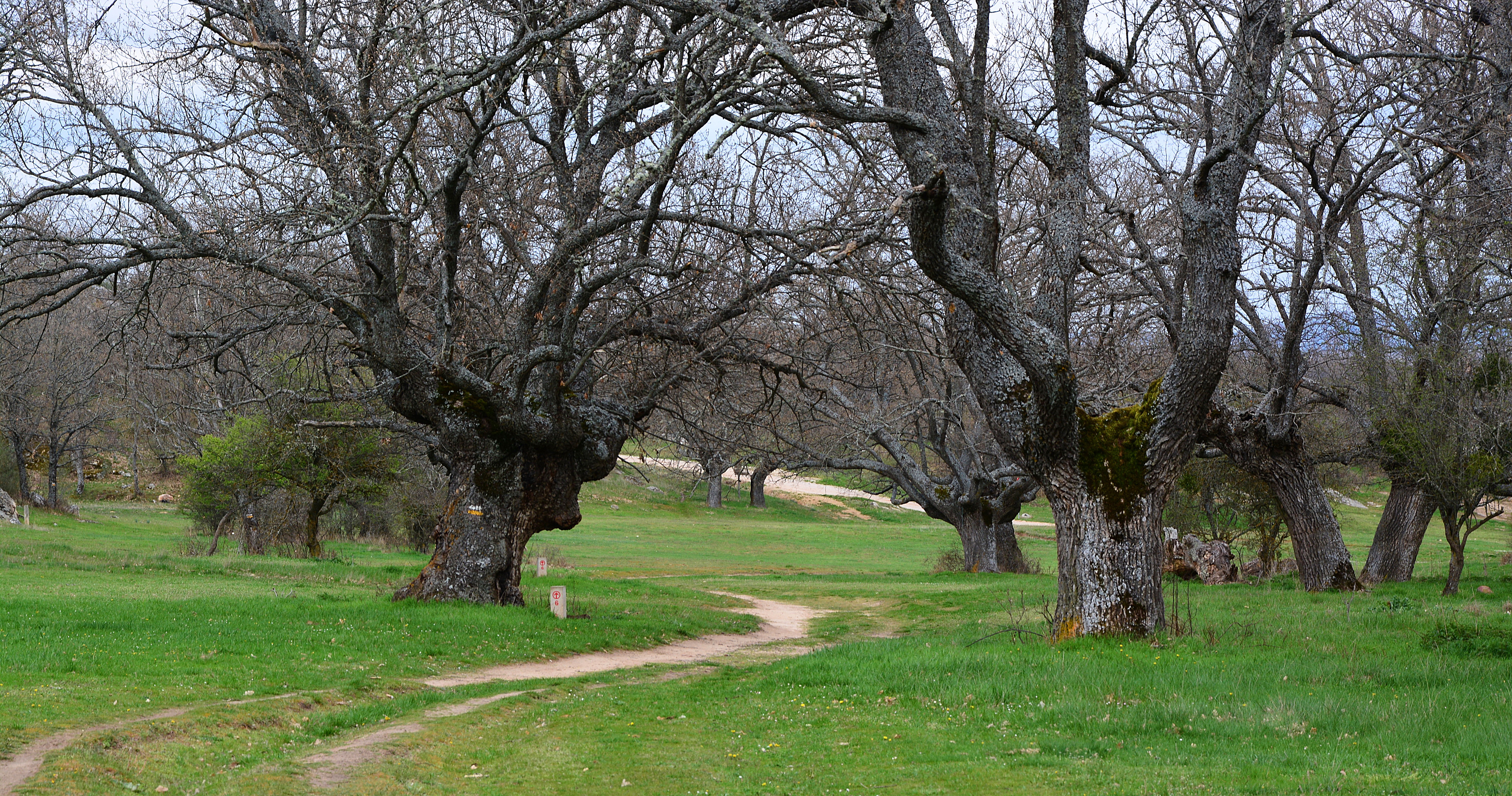 Jardines en Soria: un viaje por naturaleza y belleza en la ciudad