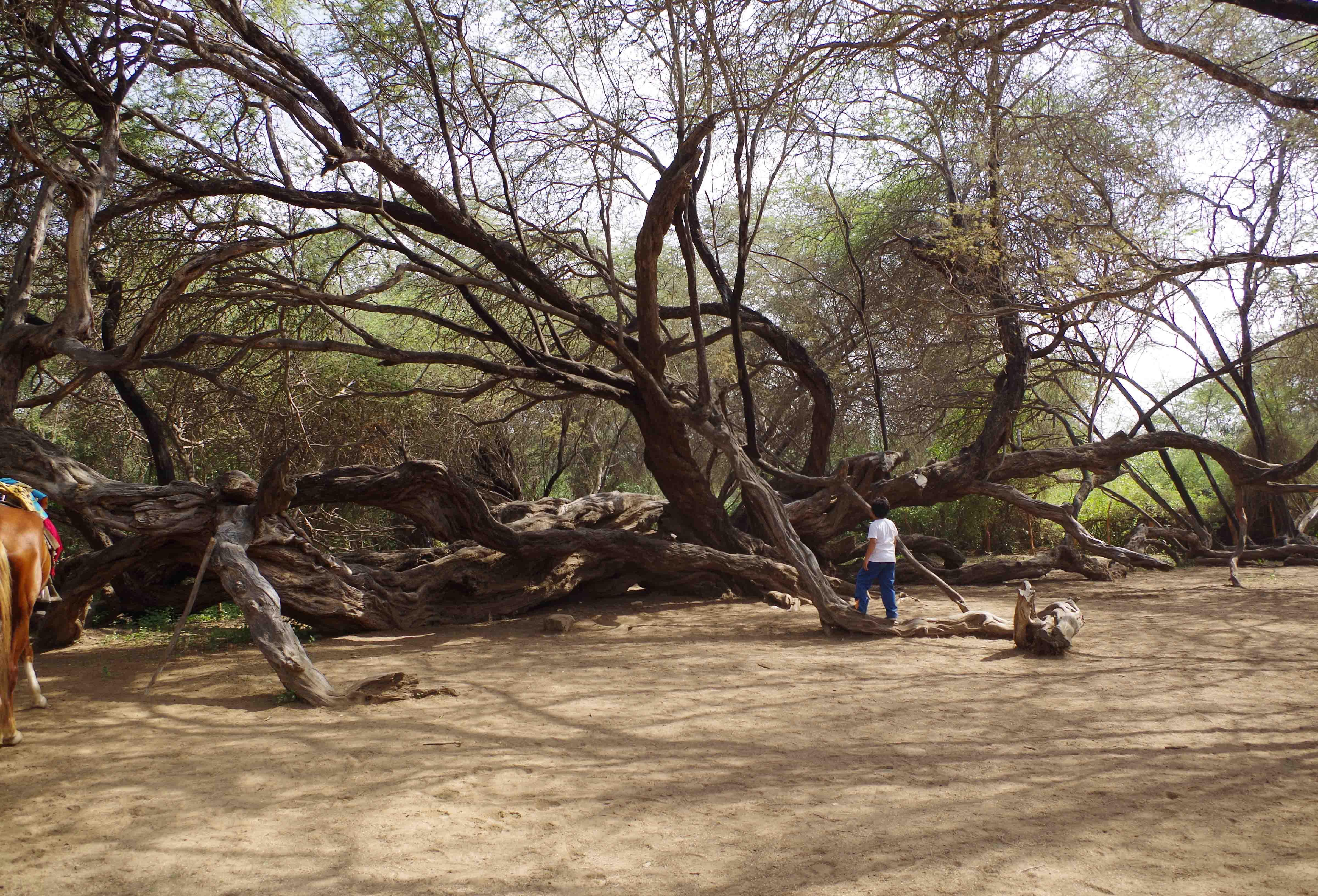 Árbol milenario en Bosque de Pómac, por Los viajes de Mary
