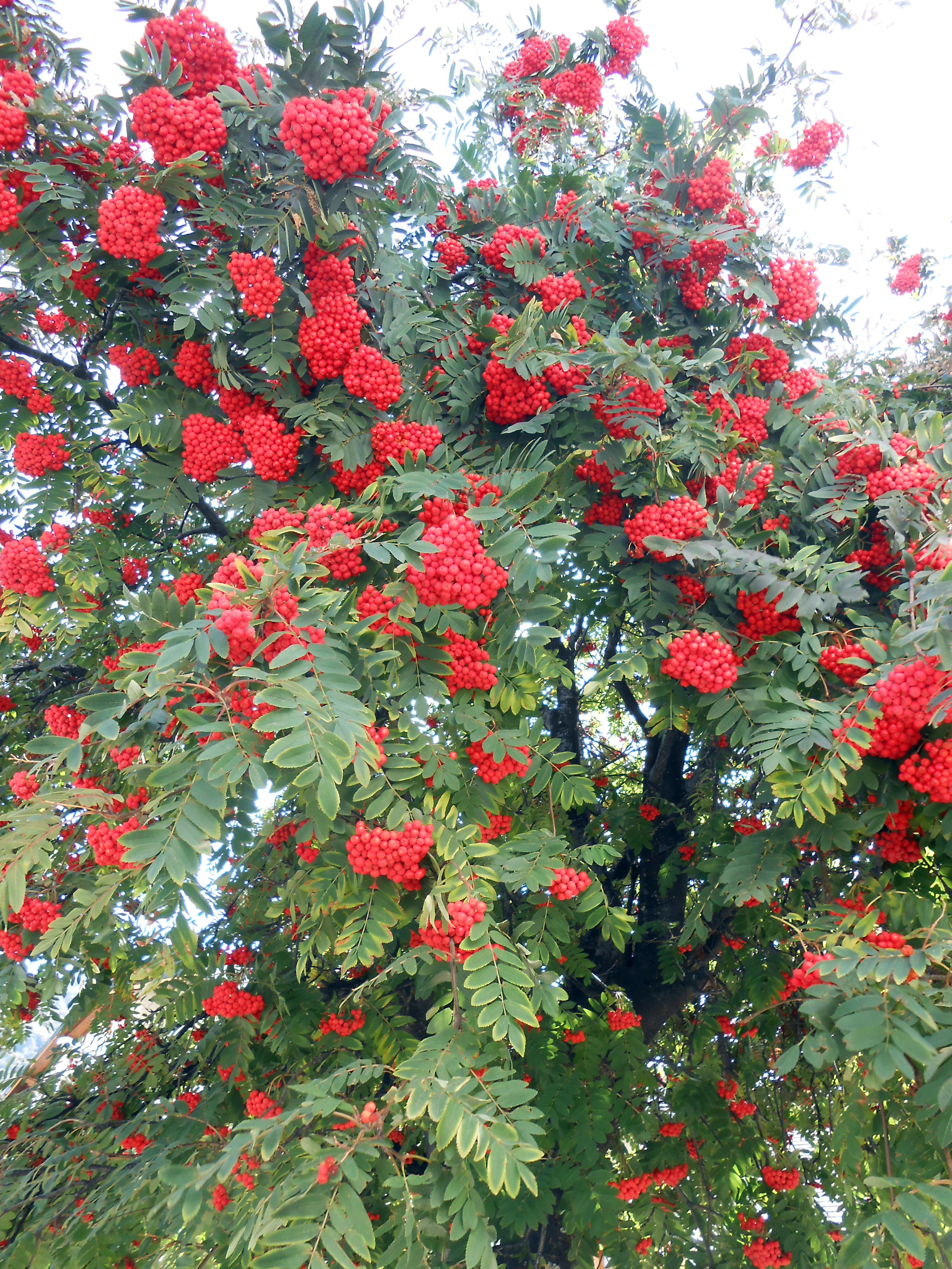 Los rojos frutos del Serbal del Cazador en San Martín de Los Andes: 1  opiniones y 5 fotos