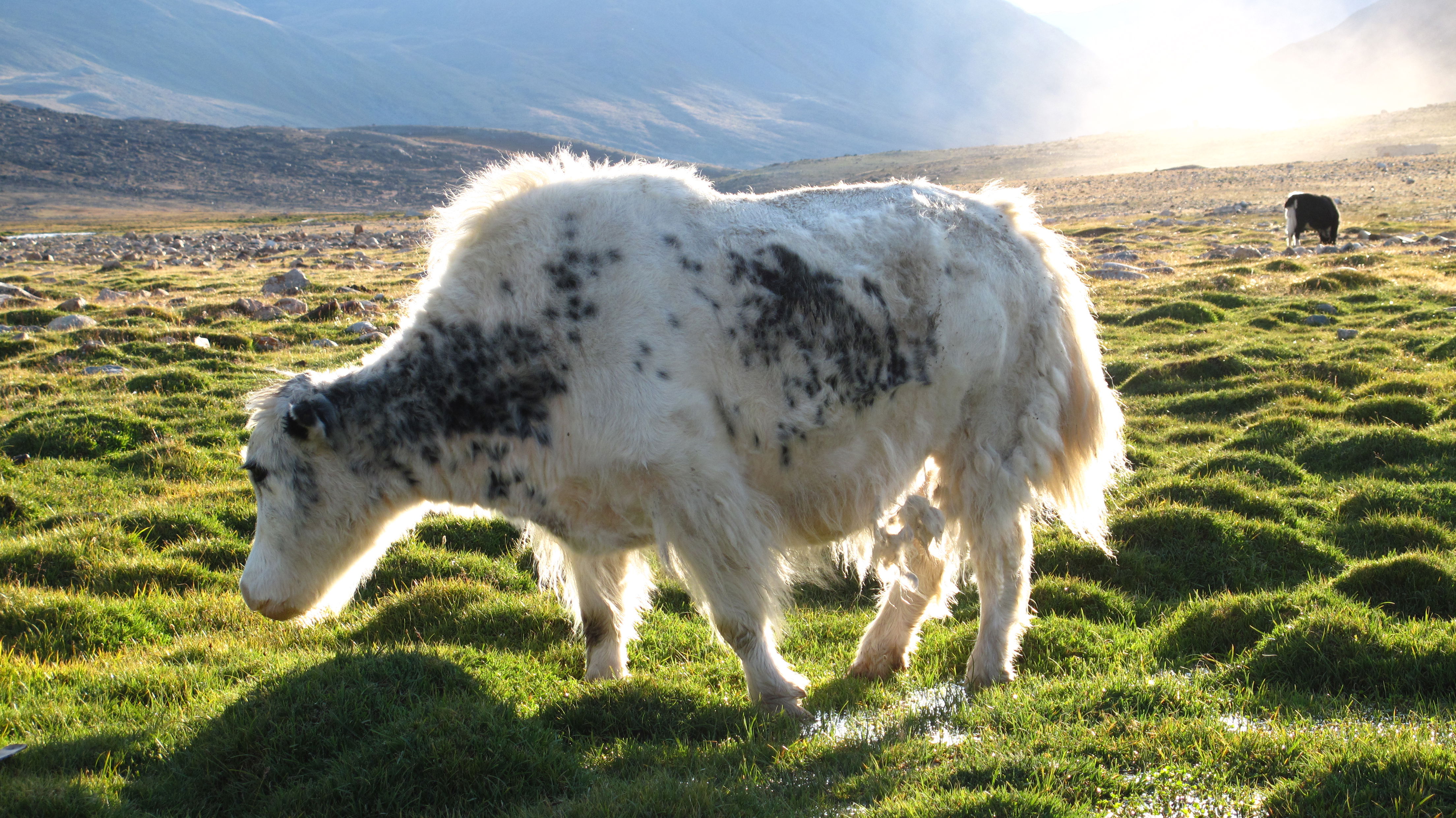 Montañas Altai, por alsartu