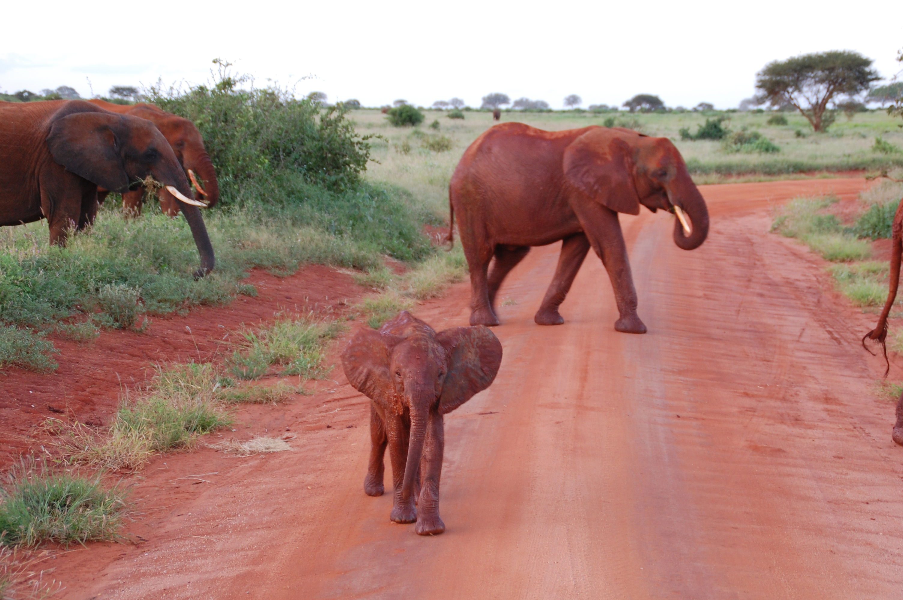 Parque Nacional Tsavo East, por fab