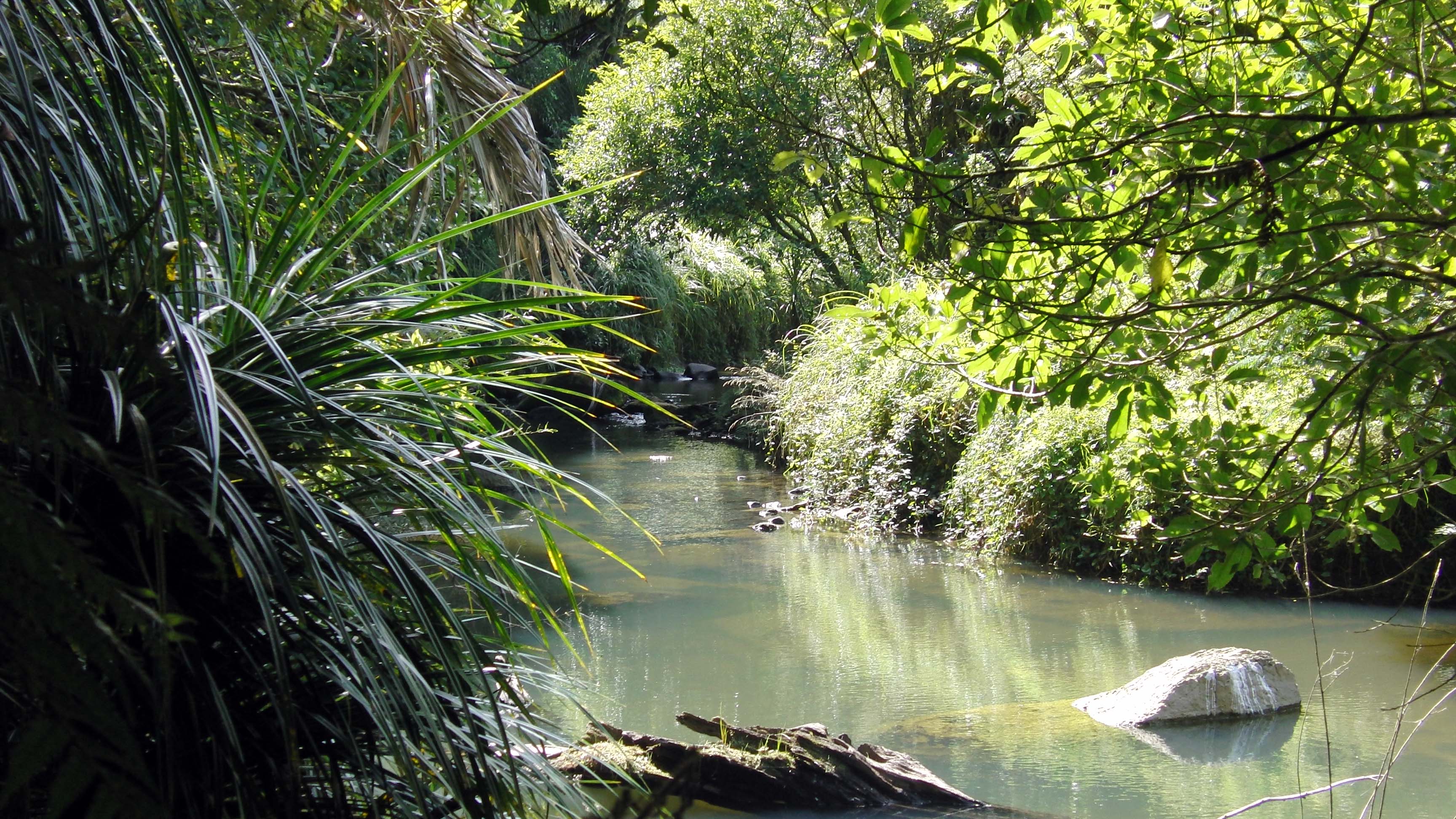 Bosques en Nueva Zelanda un viaje a la biodiversidad y la aventura