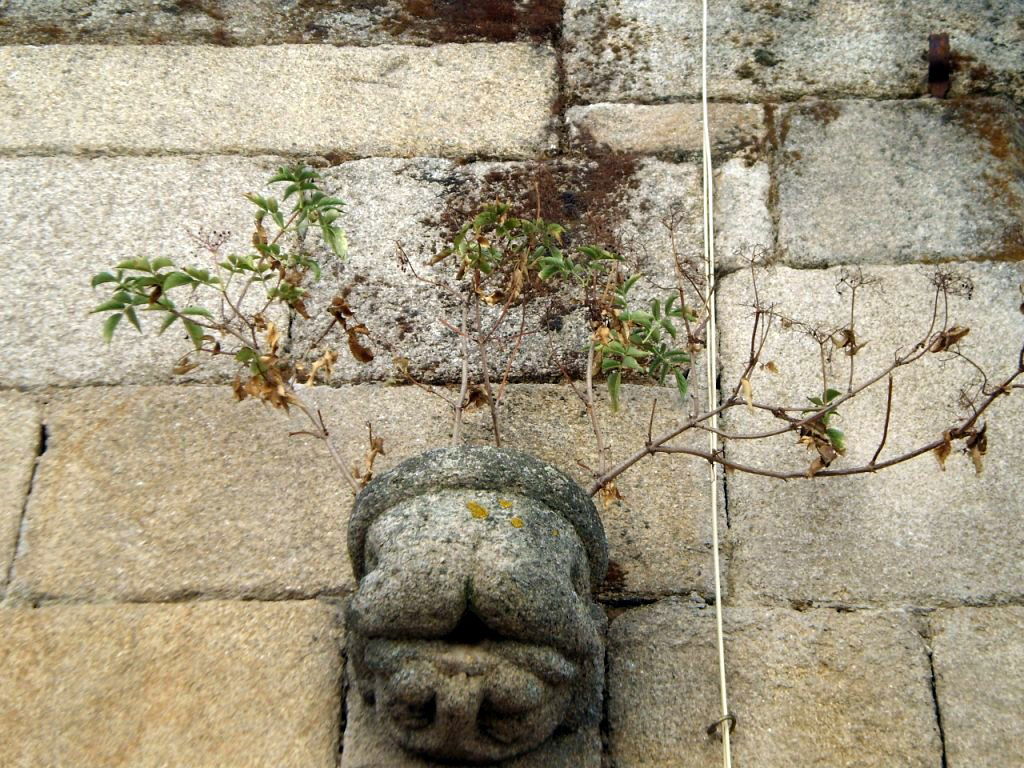 Casa dos Cachorros Eróticos, por Lala