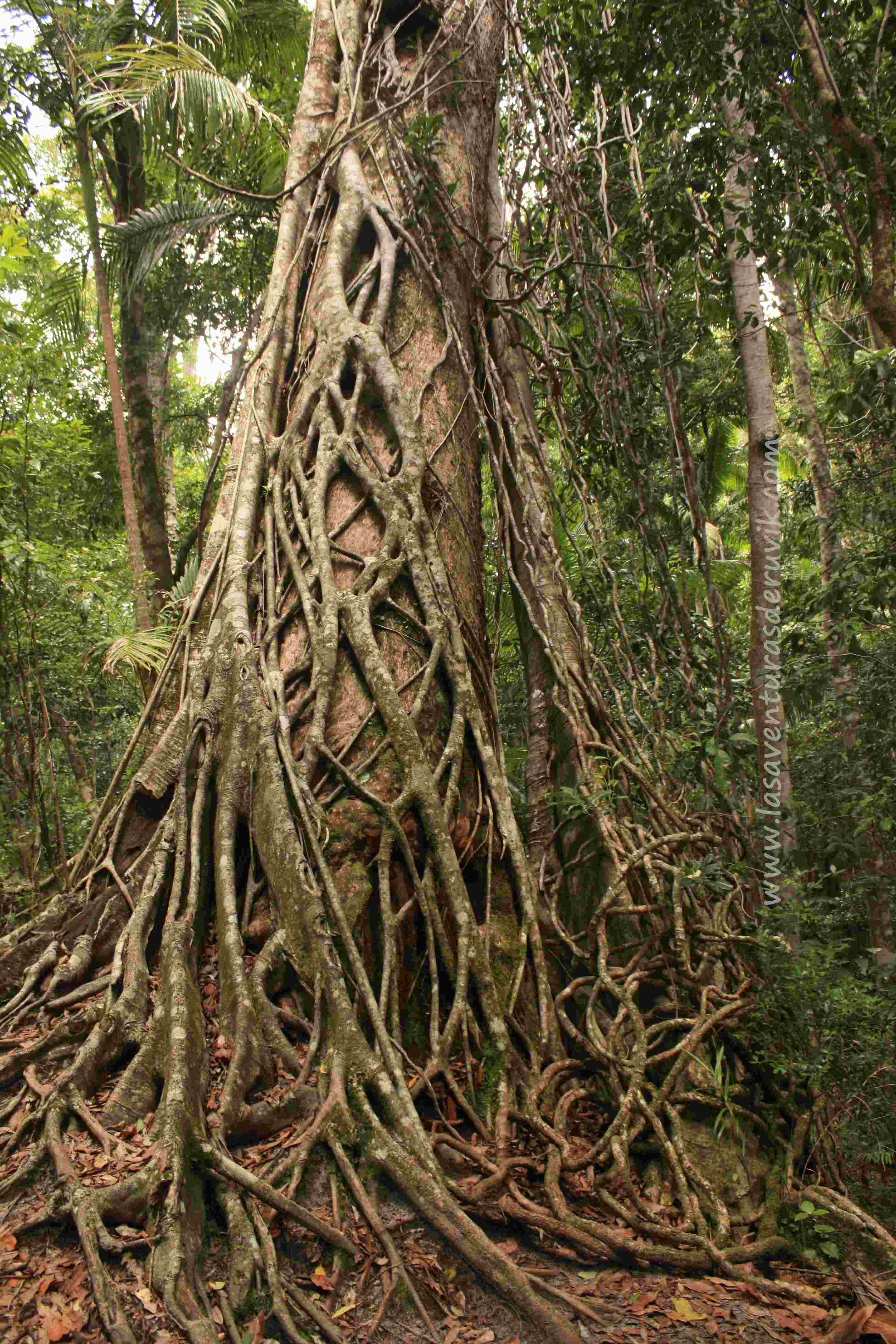 Central Station Rainforest, por Las Aventuras de Ruvik