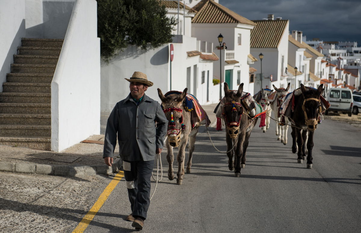 Los burros de Juanino, por Ignacio Izquierdo