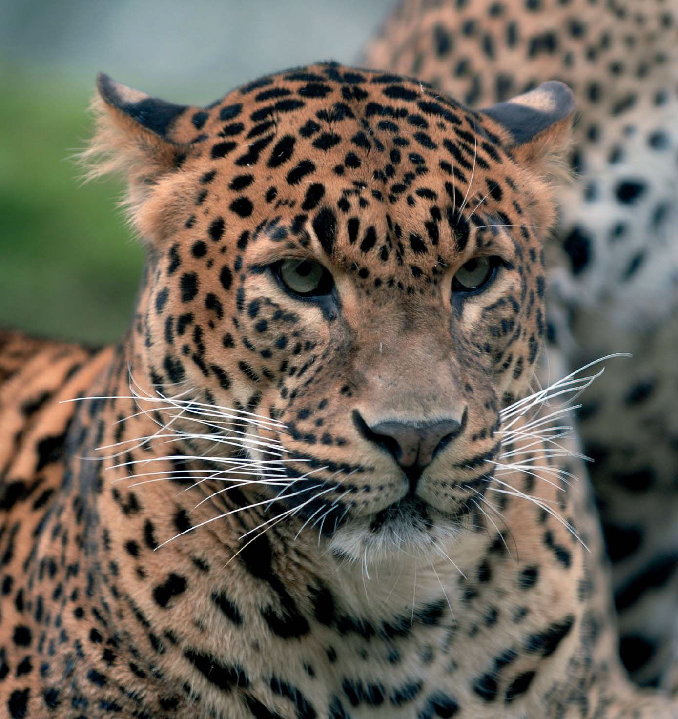 Bioparc Valencia, por Visiter Valencia