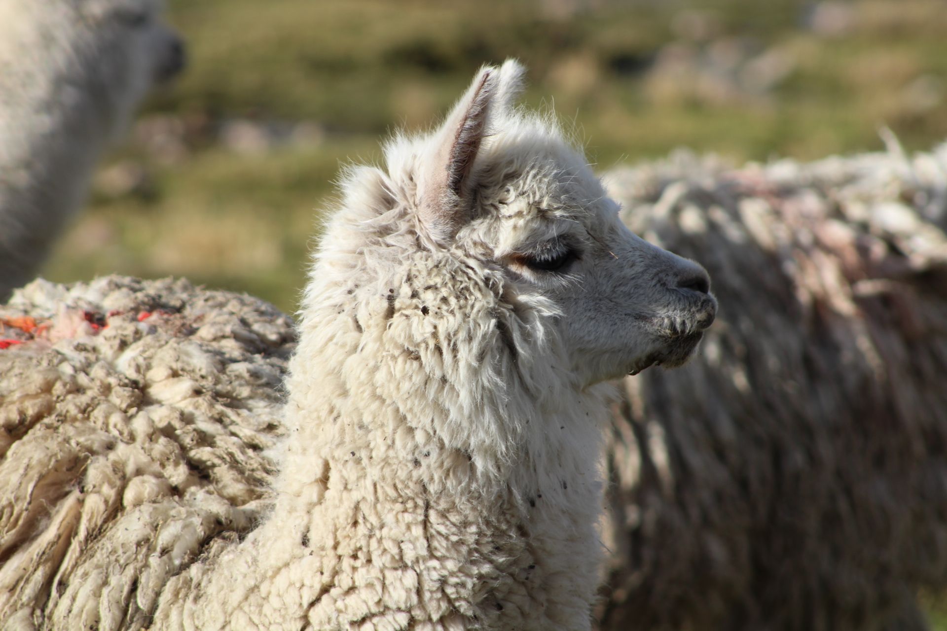 Arequipa a Chivay, por Paula García de nicolas