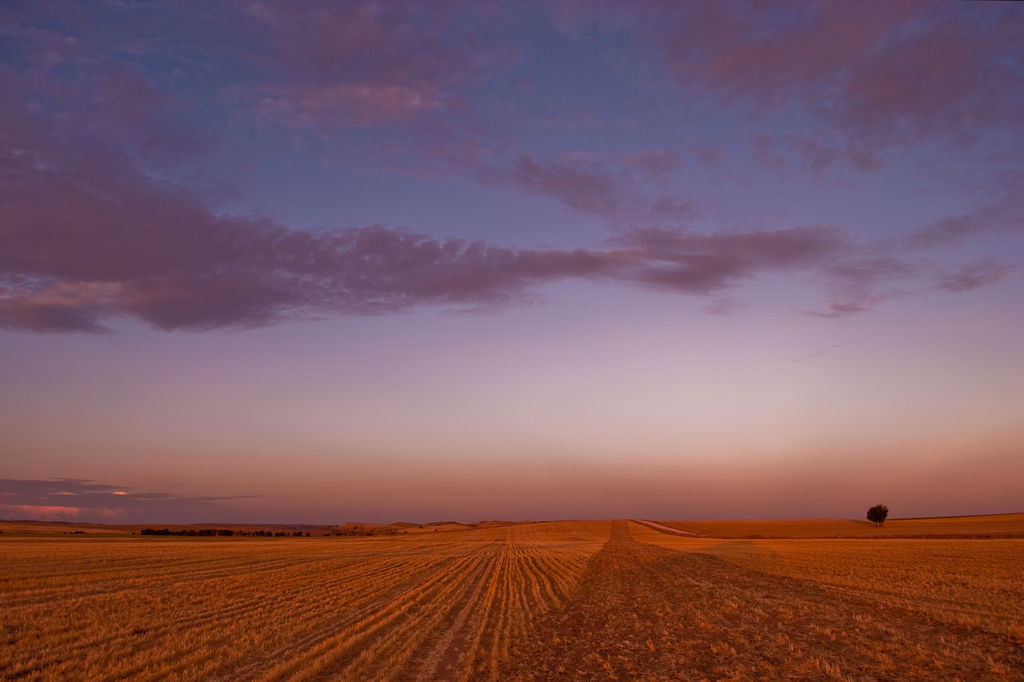 Campos de trigo de Montalbo, por David Esteban