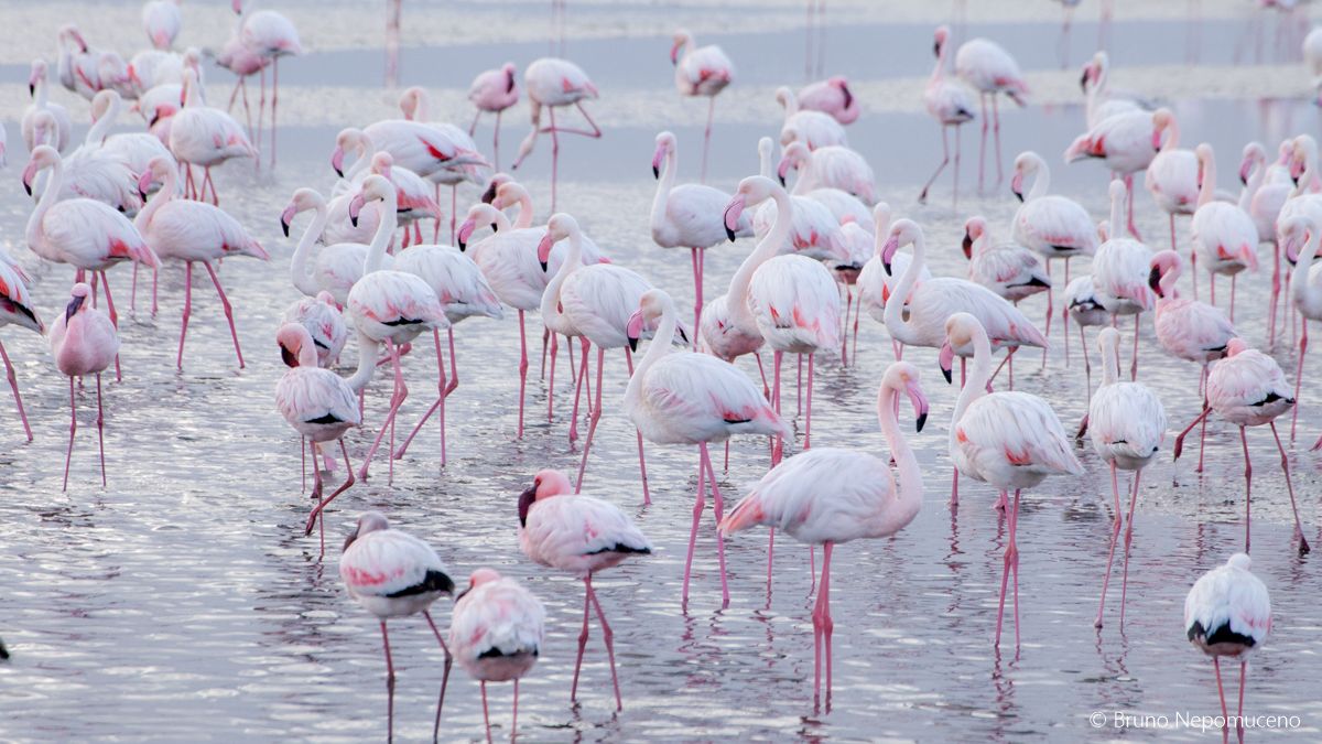 Walvis Bay Lagoon, por Bruno Nepomuceno