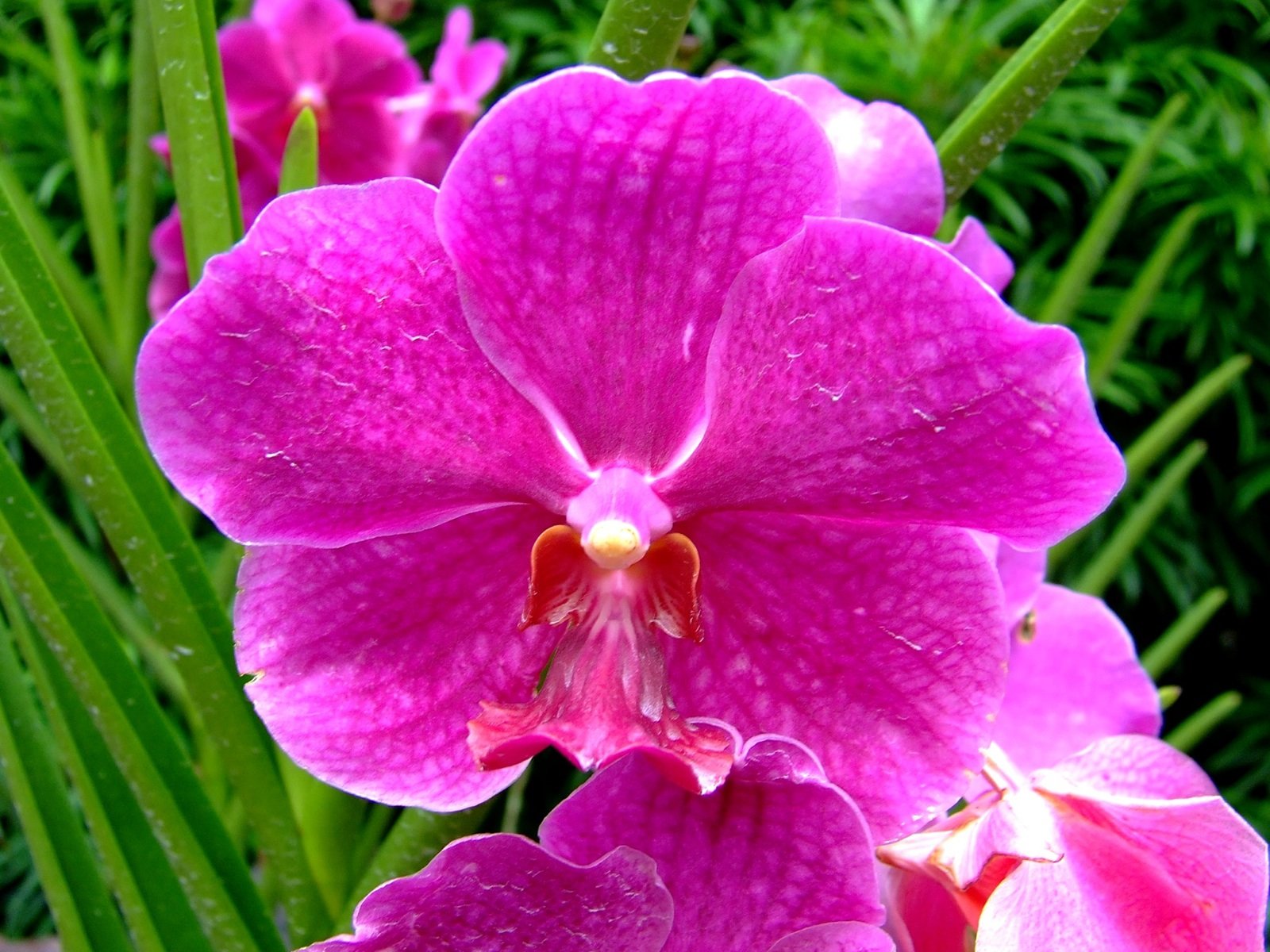 Jardín Nacional de Orquídeas en Singapur: 9 opiniones y 67 fotos