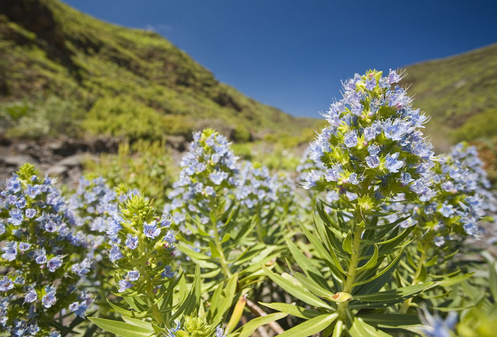 Barranco de Guayadeque, por Alex Bramwell
