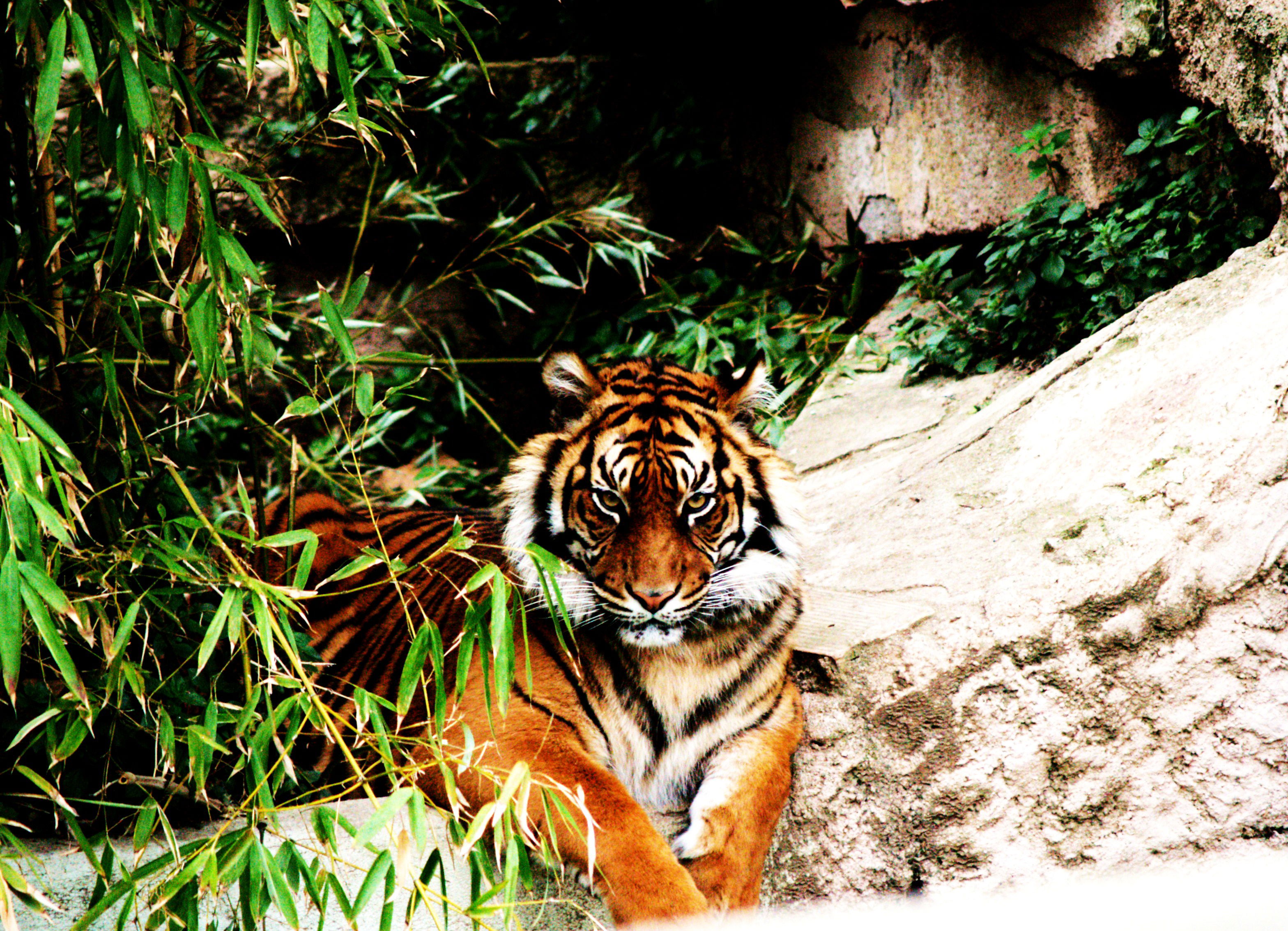 Parque Zoológico de Barcelona, por Alex Corretgé
