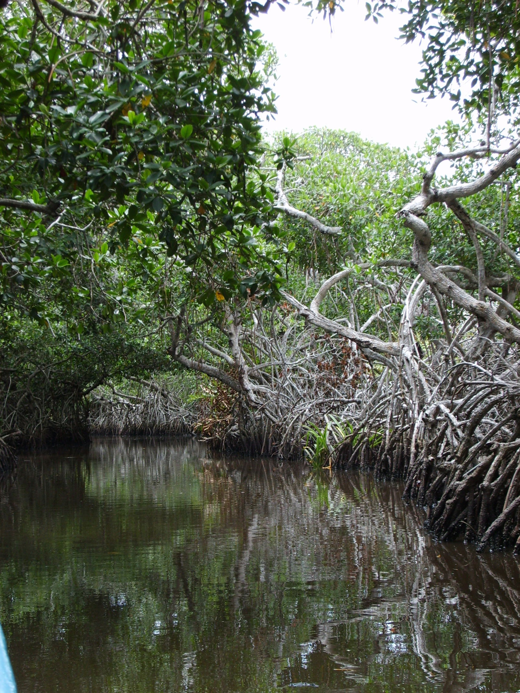 Manglar en Tecolutla, por Liliana Rebollar González