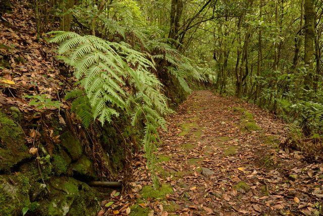 Sendero ecológico de  Ribeiro Frio, por albertoloyo