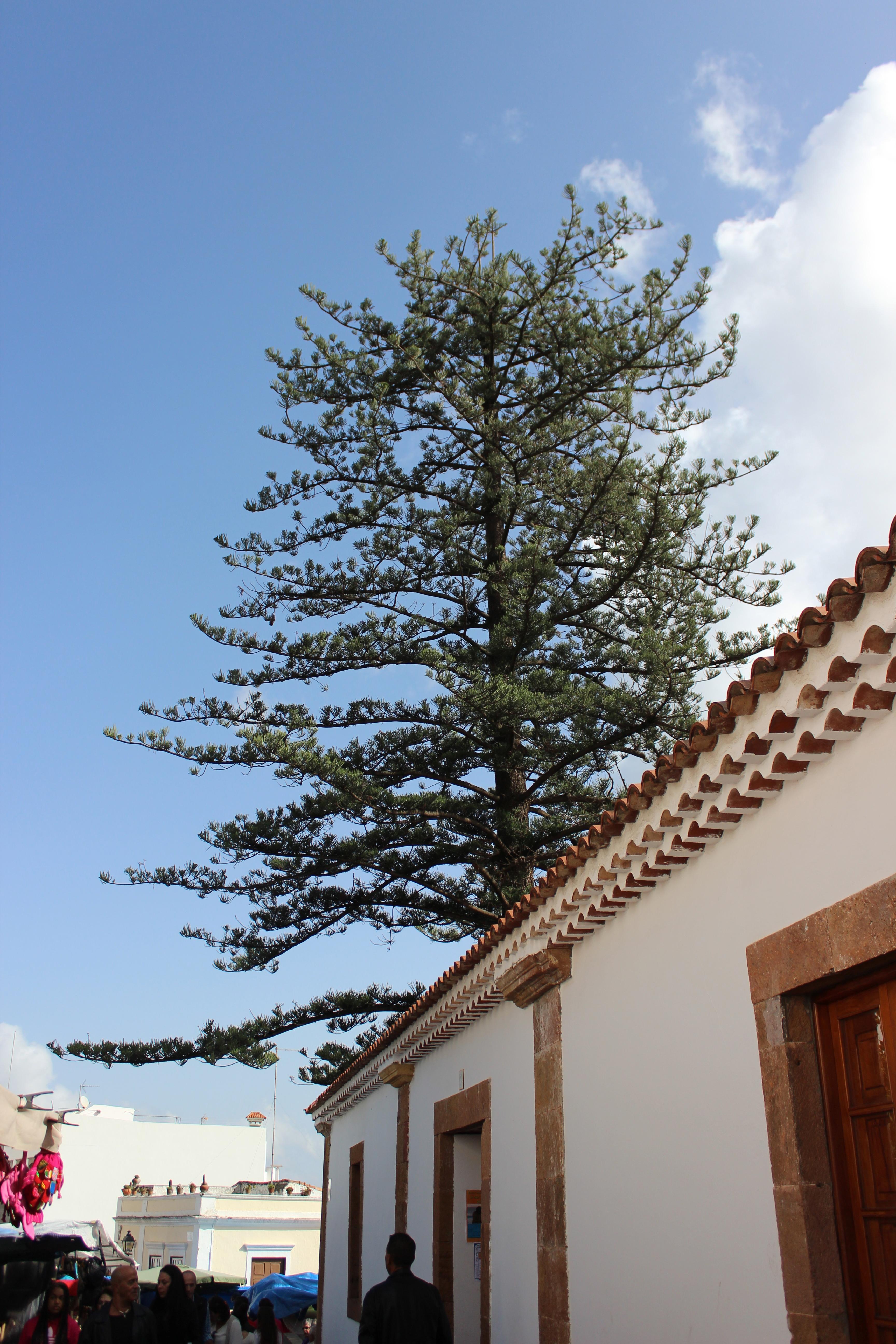 Descubre los encantadores mercadillos en Gran Canaria que no te puedes perder