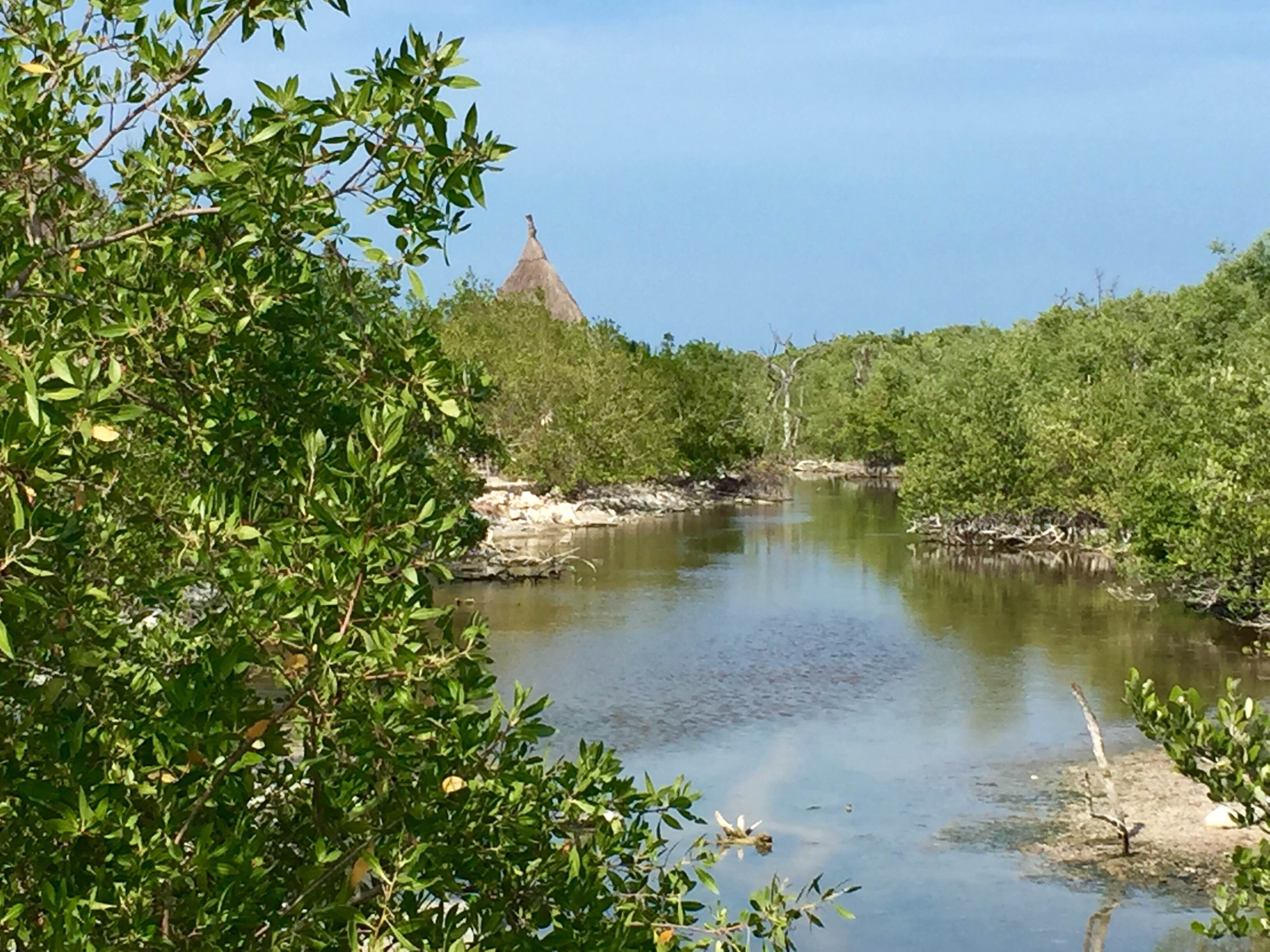 Manglares de Holbox, por Diana Patricia Montemayor Flores