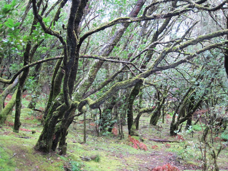 Por el bosque. Laguna Grande, por lucrecia bertrand