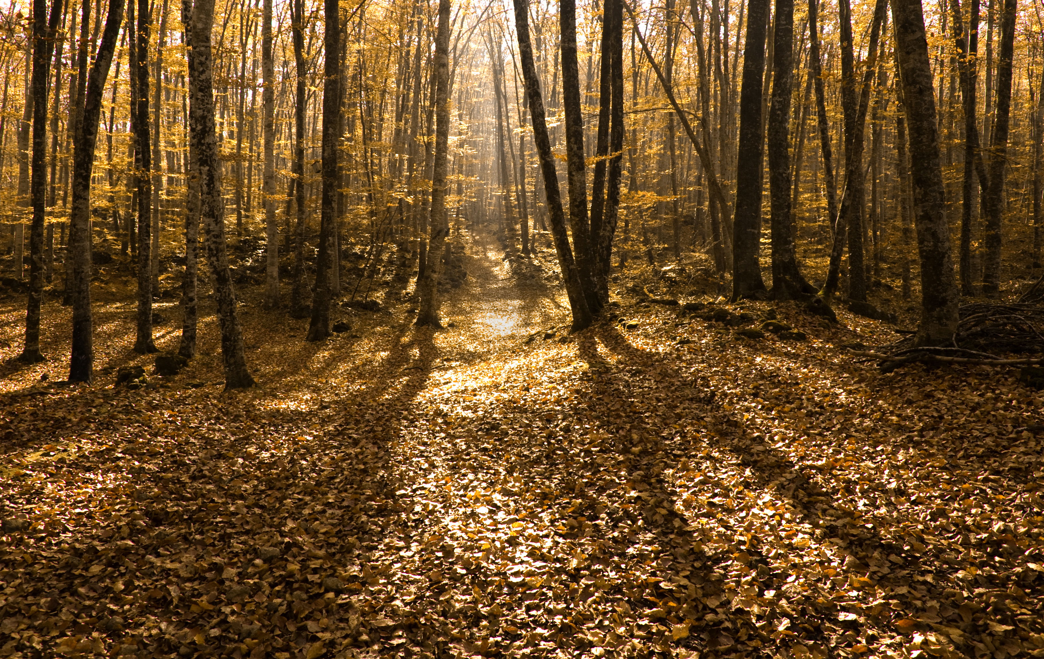 Fageda d'en Jordà, por Llorenç Gallego Mateu