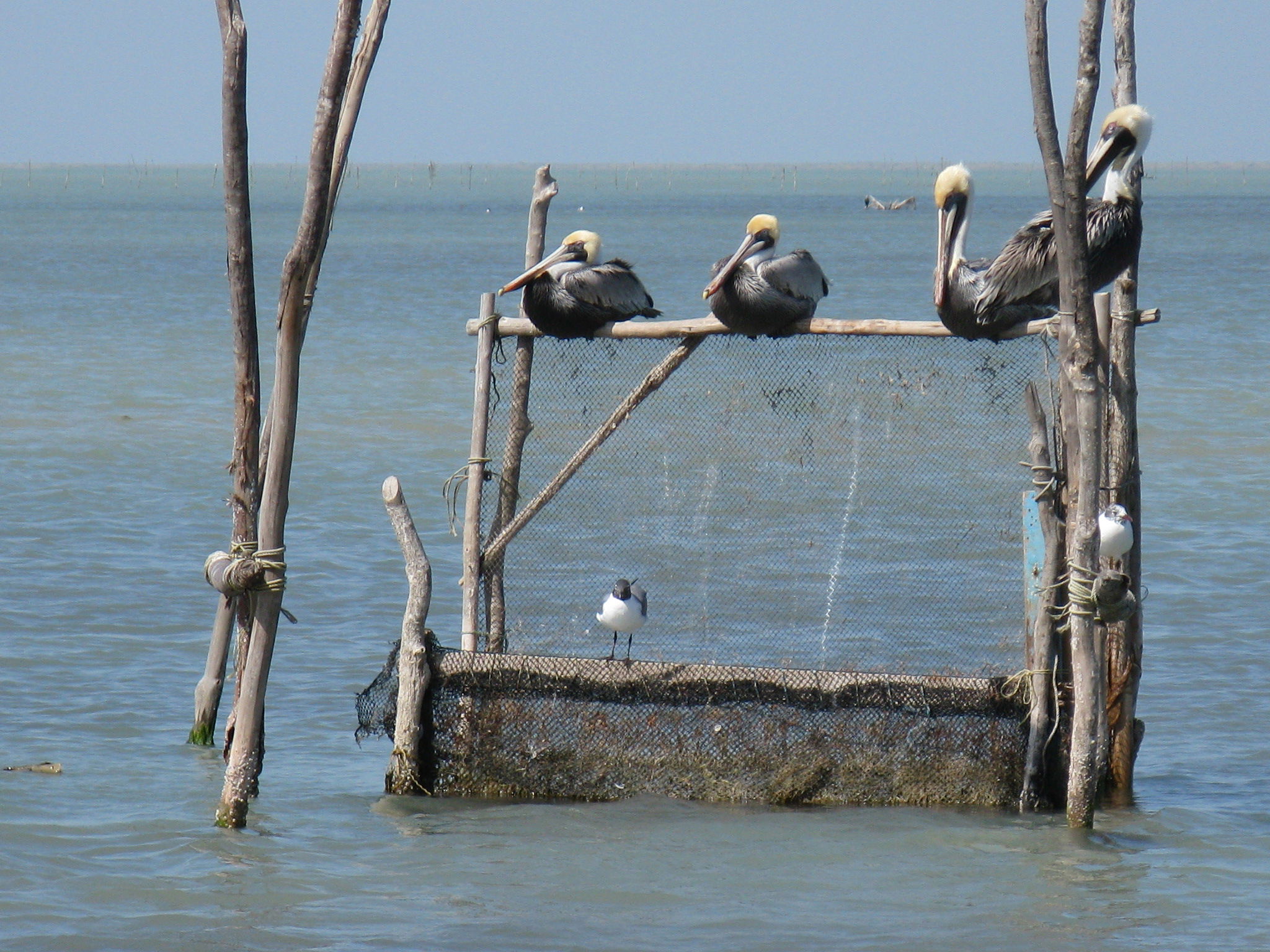 La Laguna Madre, por Oscar Treviño 