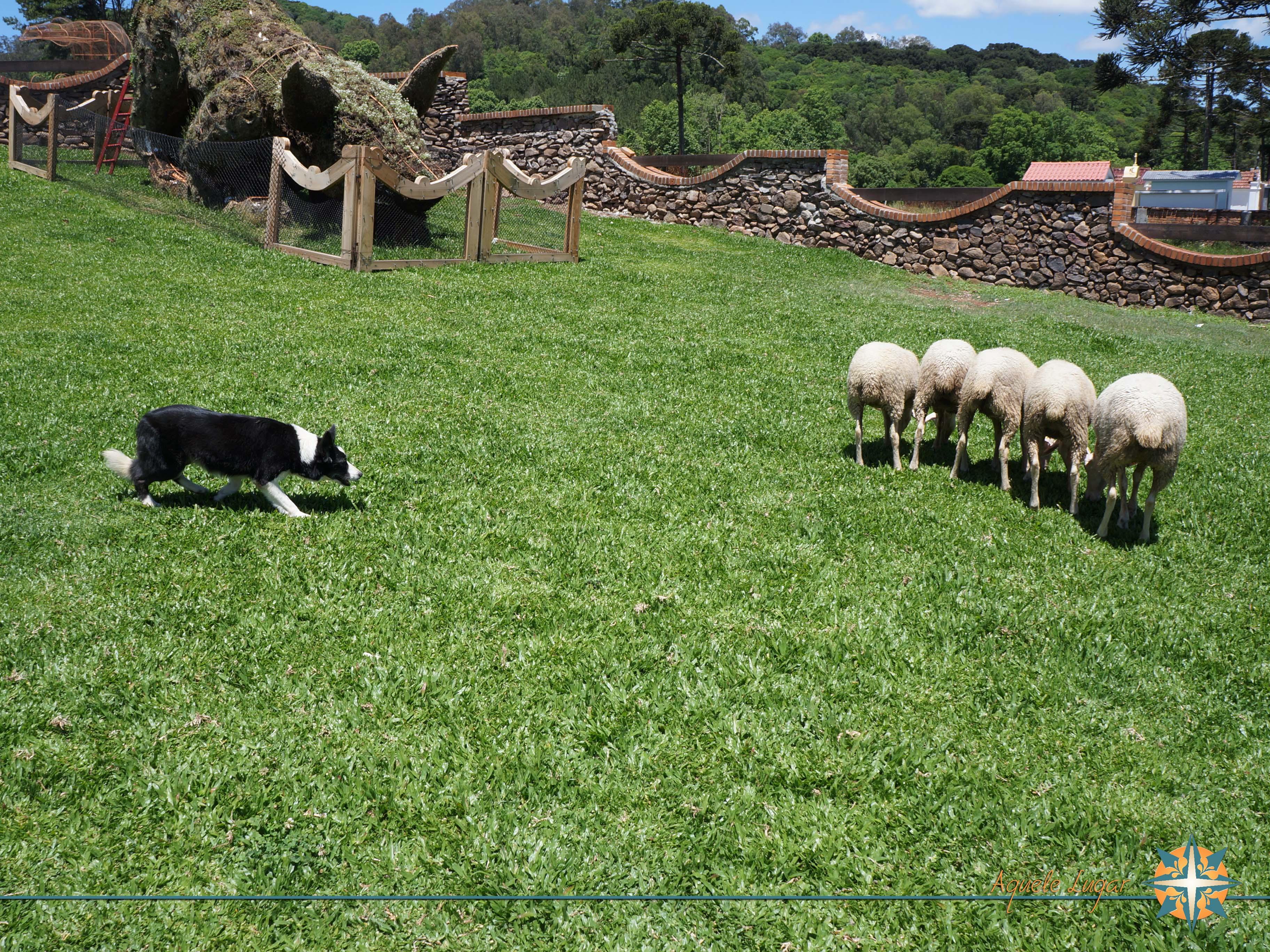 Pastoreio com cão Border Collie, por Aquele Lugar