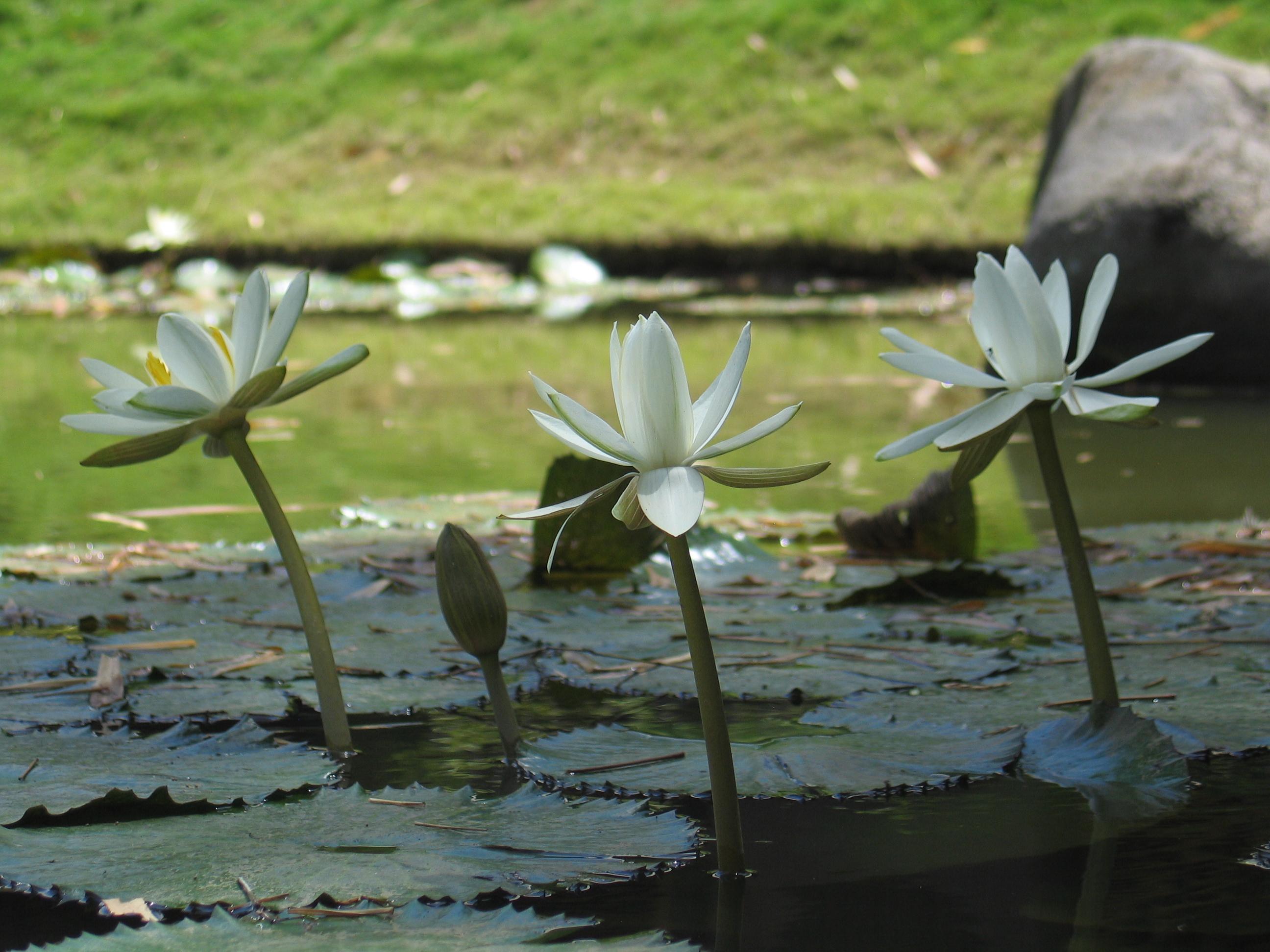 Jardín Botánico Lankester, por Geannina Herra