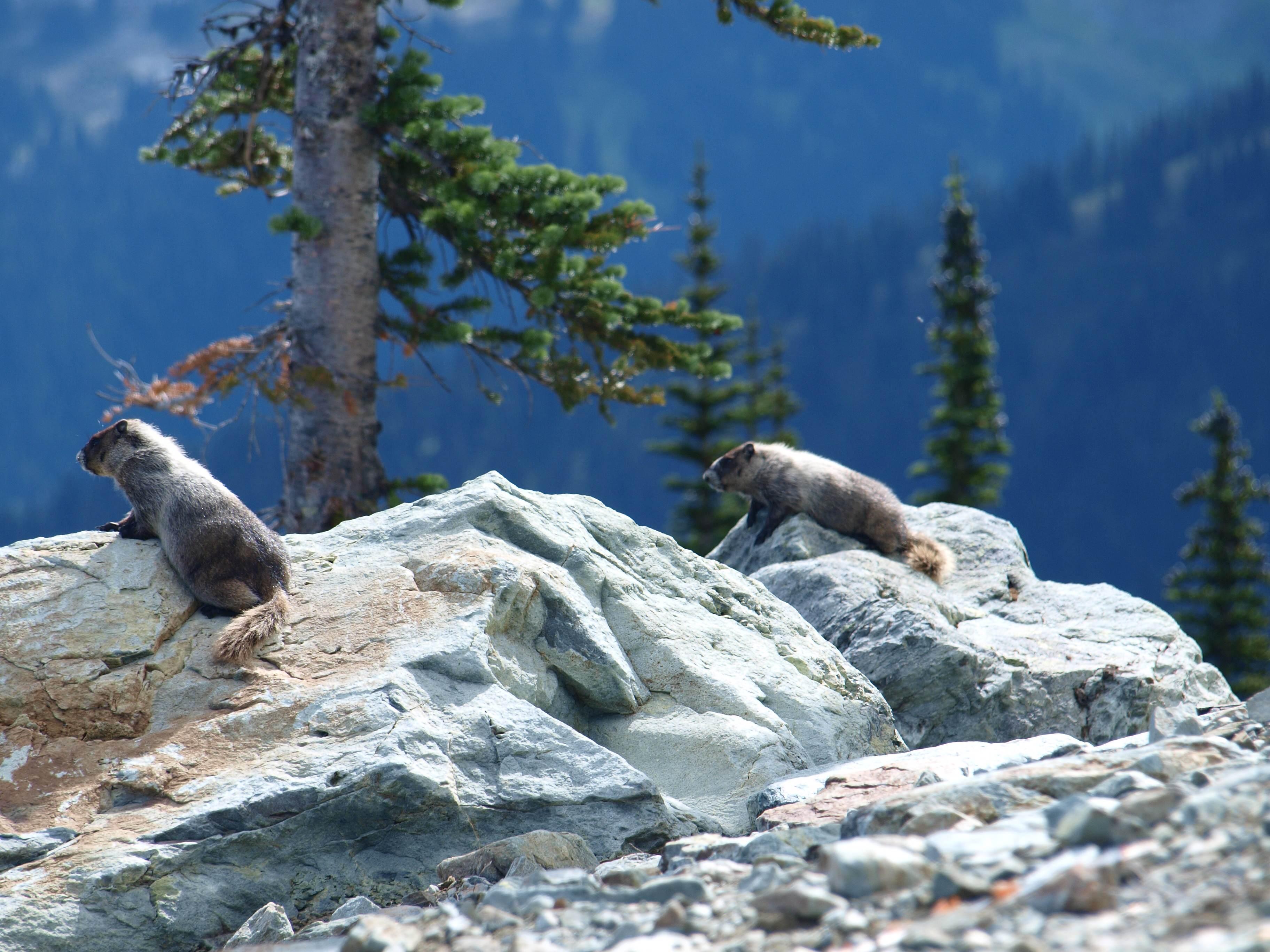 Whistler, por Lorena Garcia