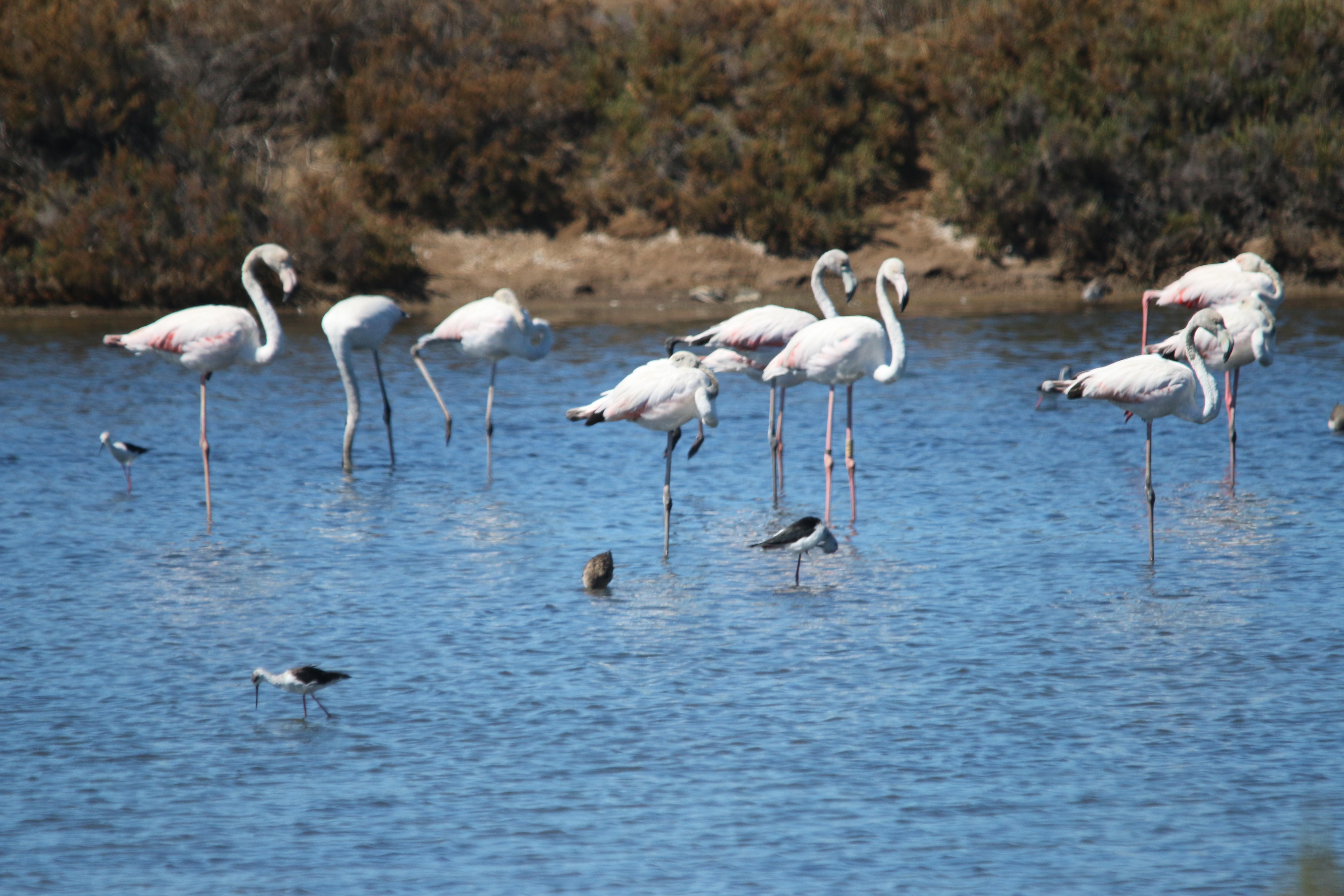 Reservas naturales de Algarve: belleza y biodiversidad por descubrir