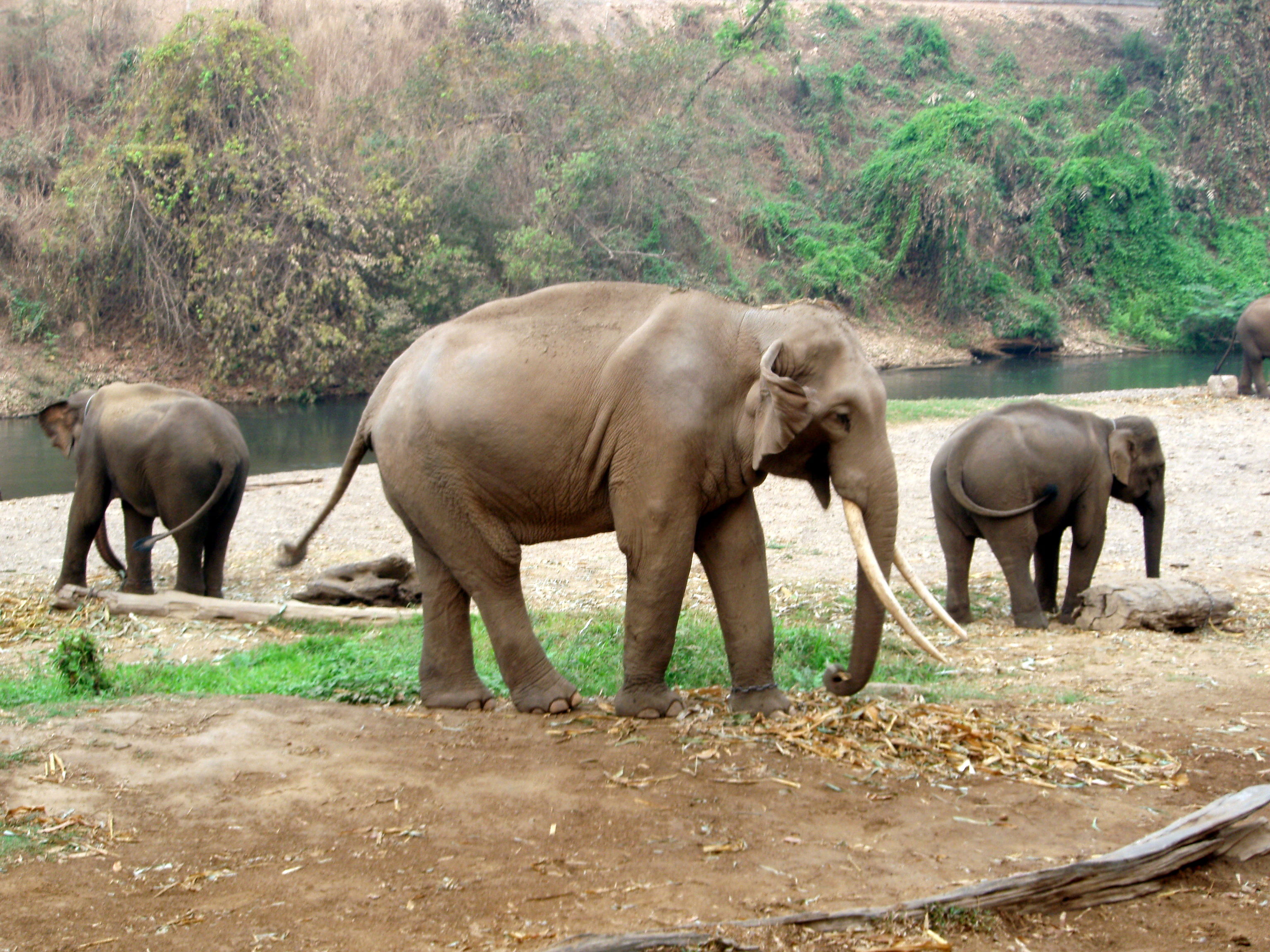 El Centro de entrenamiento de elefantes de Chiang Dao, por Olga