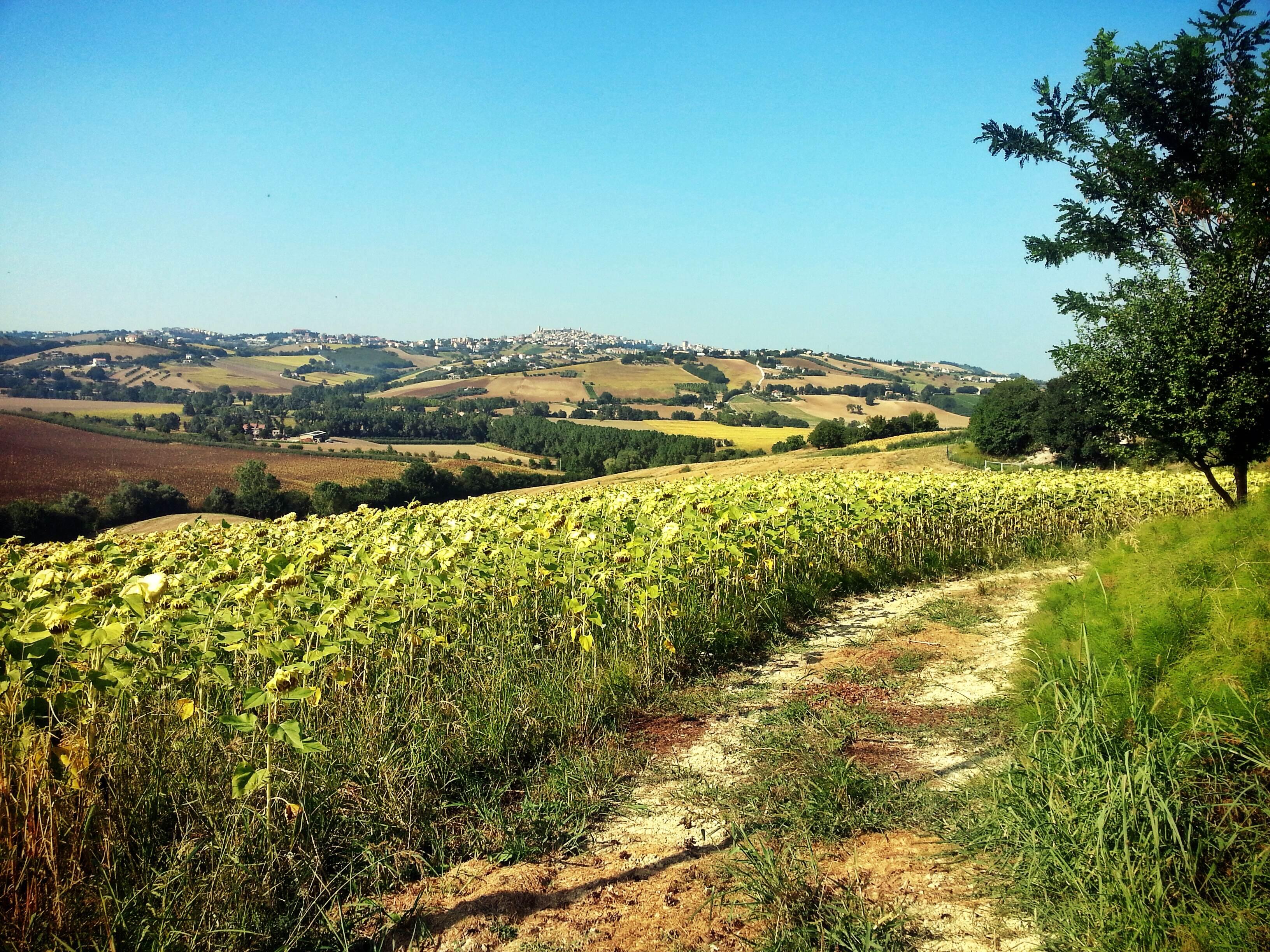 Marche, por Fausto Sacripanti