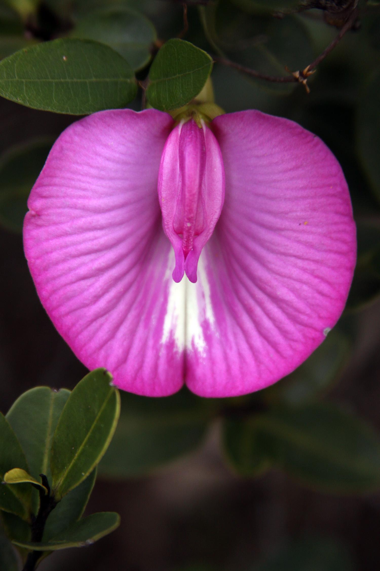 La flora de Chapada Diamantina, por Tribi Lin