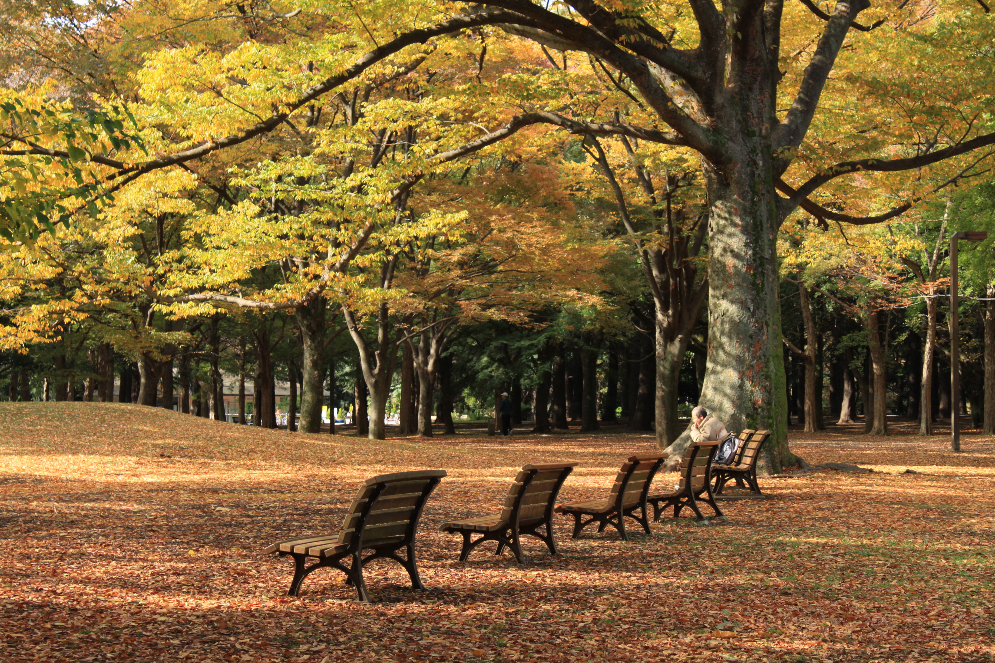 Yoyogi Park, por sala2500