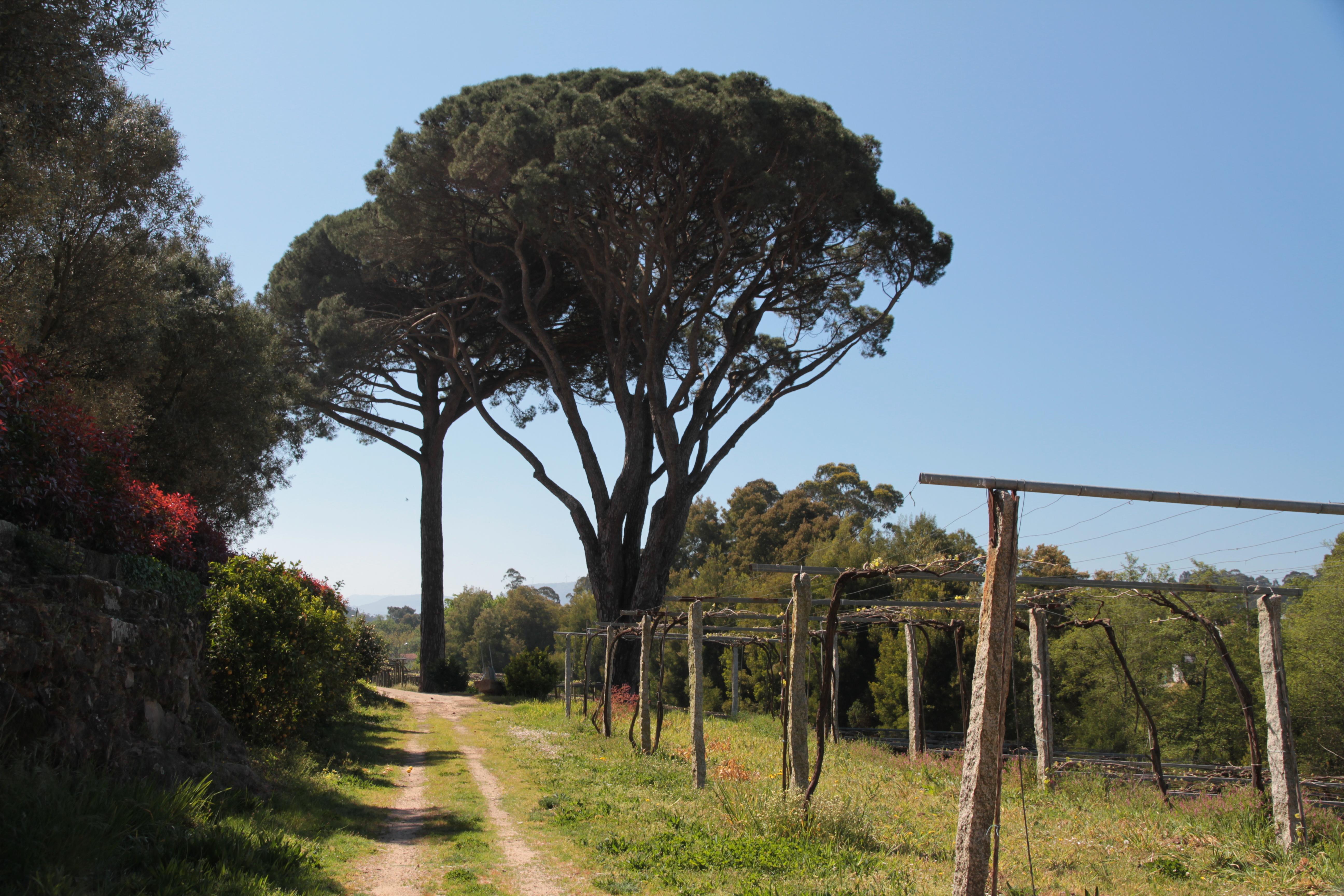 Bodegas en Pontevedra: Un Viaje por Sabores y Tradiciones Vinícolas