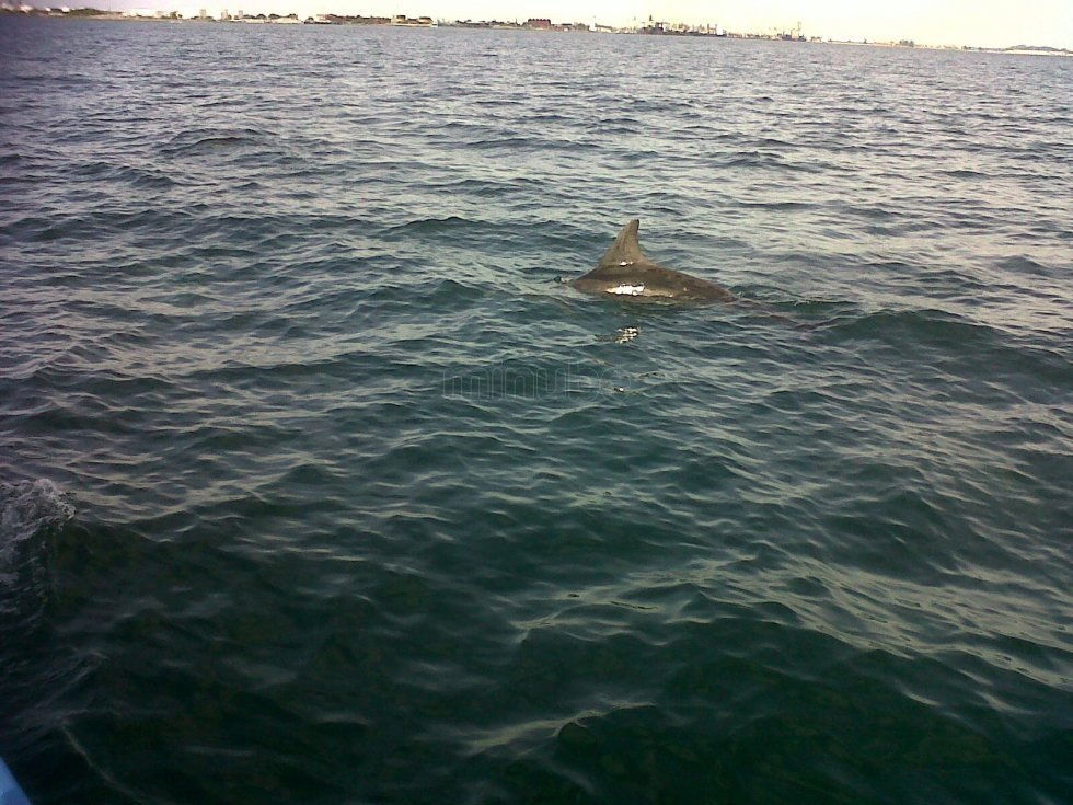 Laguna de Alvarado, por Mayan Divers Puerto Cortes