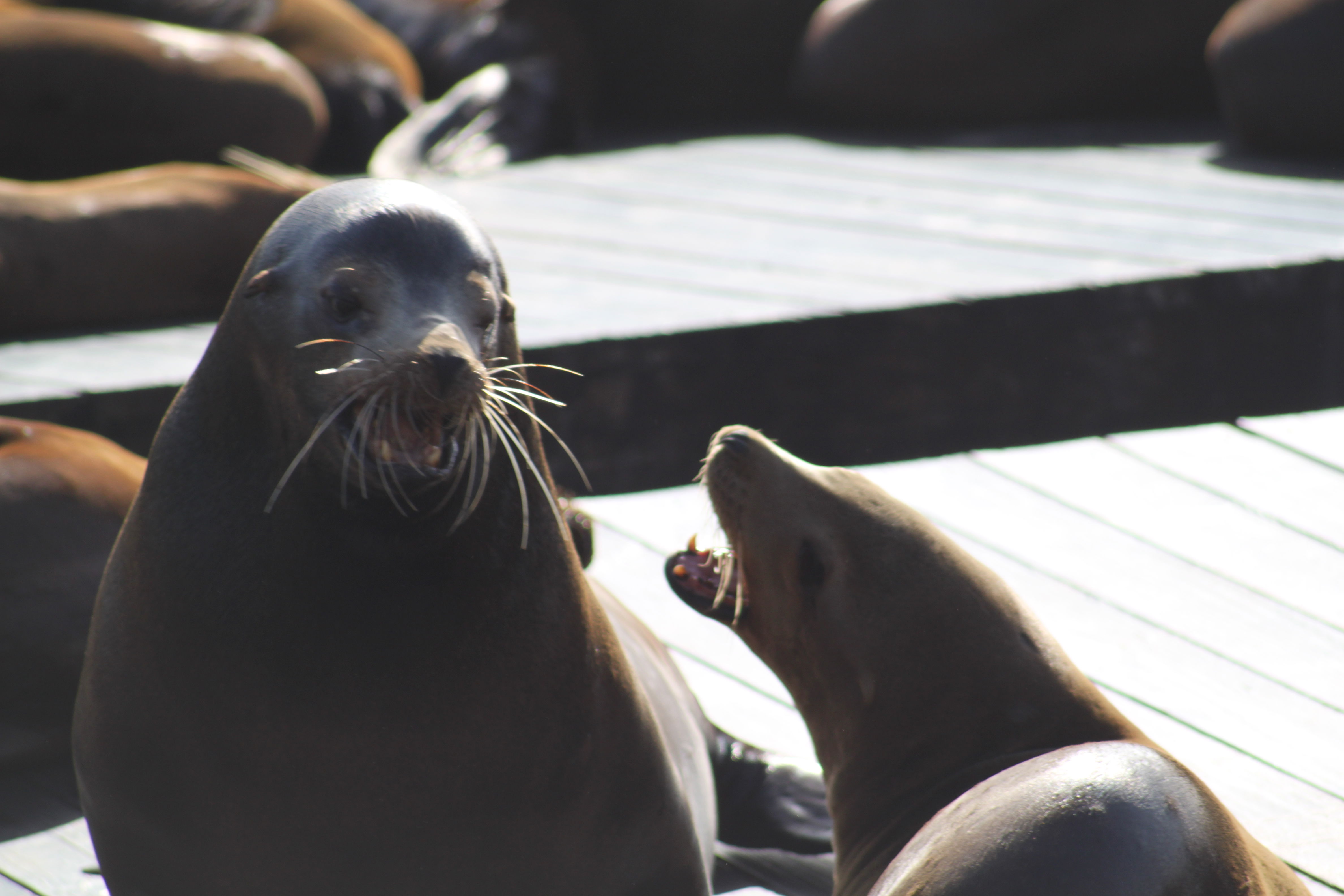 California Sea Lion - San Francisco Zoo & Gardens