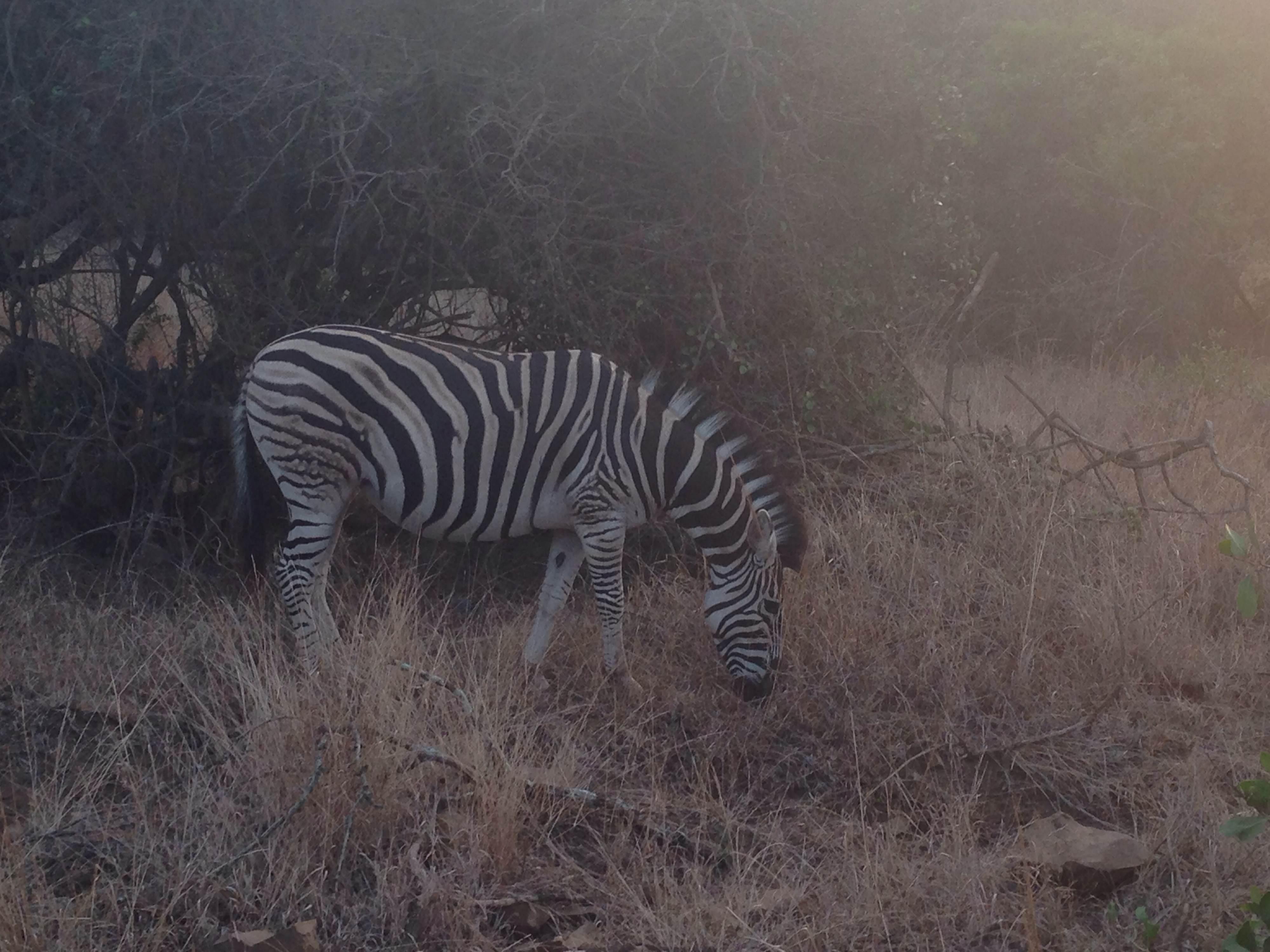 Tshukudu Game Reserve, por luu garcia catellano