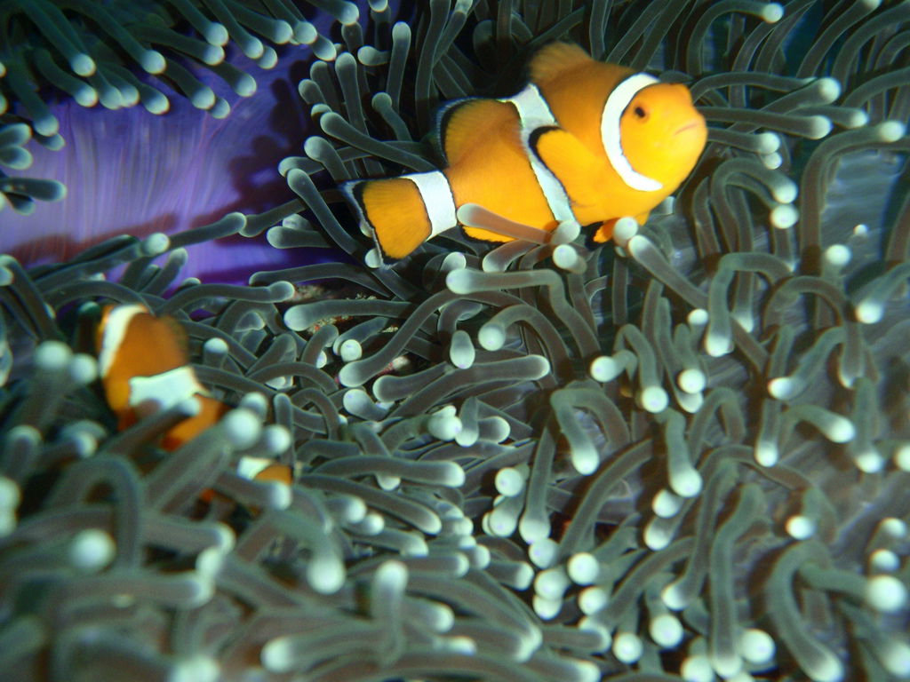 Viking Divers Koh Phi Phi, por Carlos Olmo