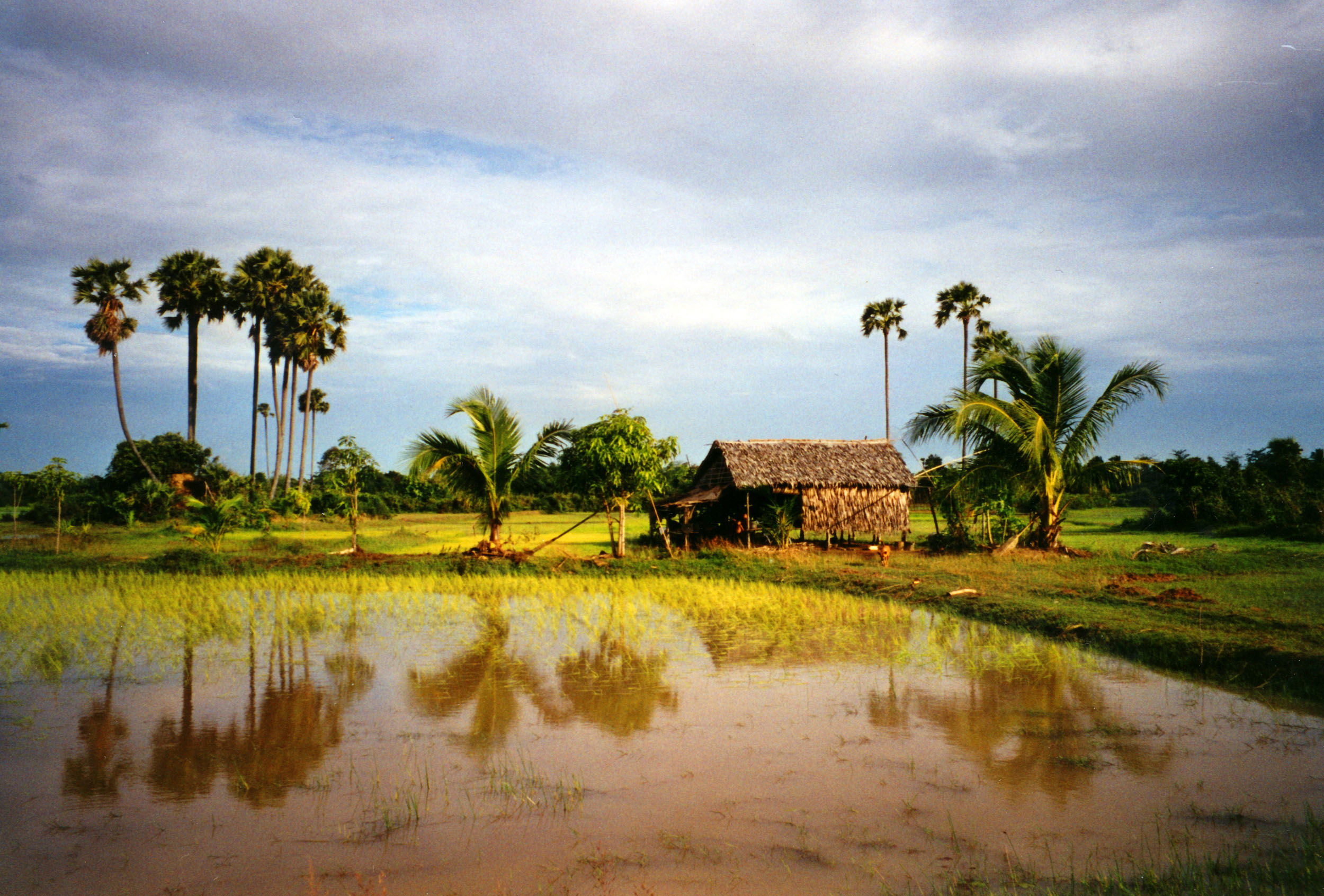 Campos de arroz de Siem Reap, por GERARD DECQ