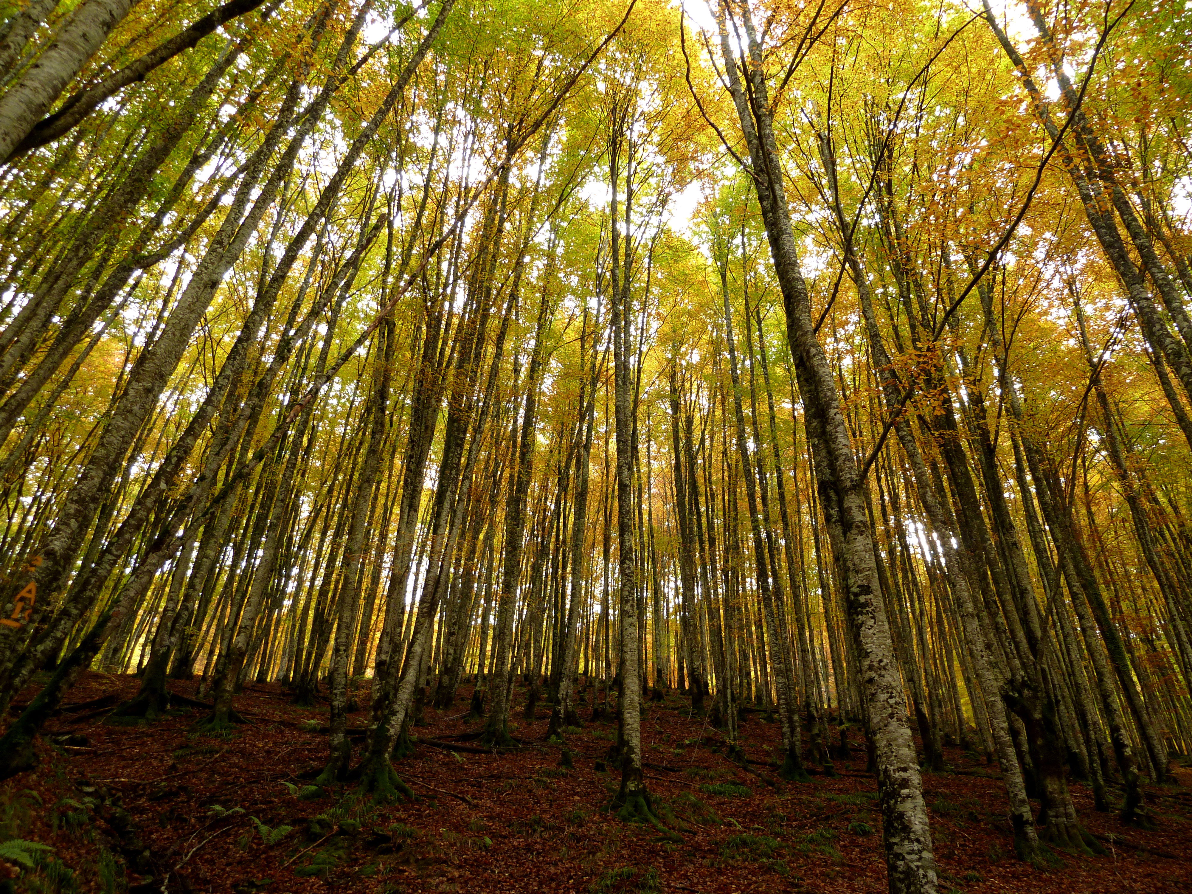 Sendero del bosque Zabaleta, por Alicia Ortego