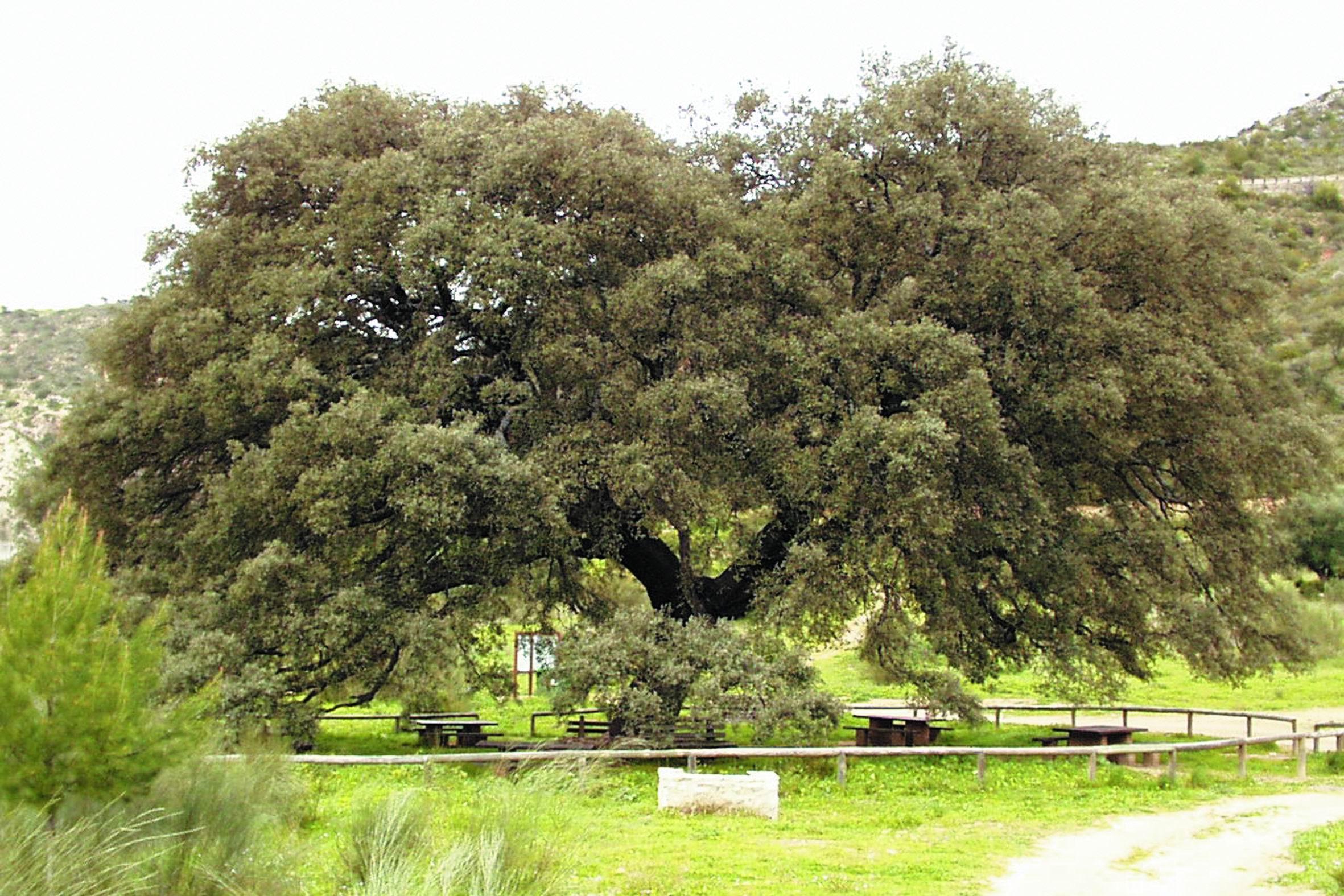 Monumento Natural Chaparro de la Vega, por Turismo de la Provincia de Sevilla