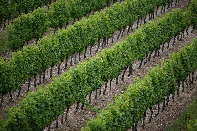 Bodegas de Monbazillac, por François-Xavier Gutton