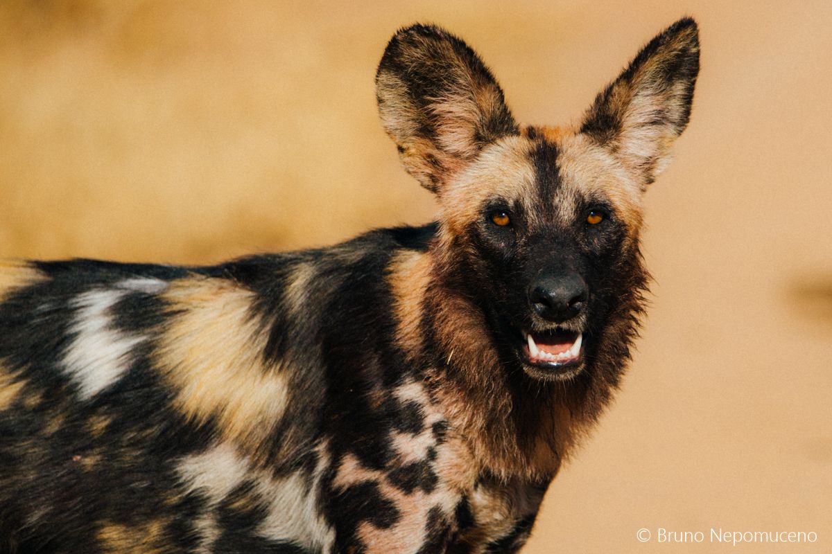 Kafue National Park, por Bruno Nepomuceno