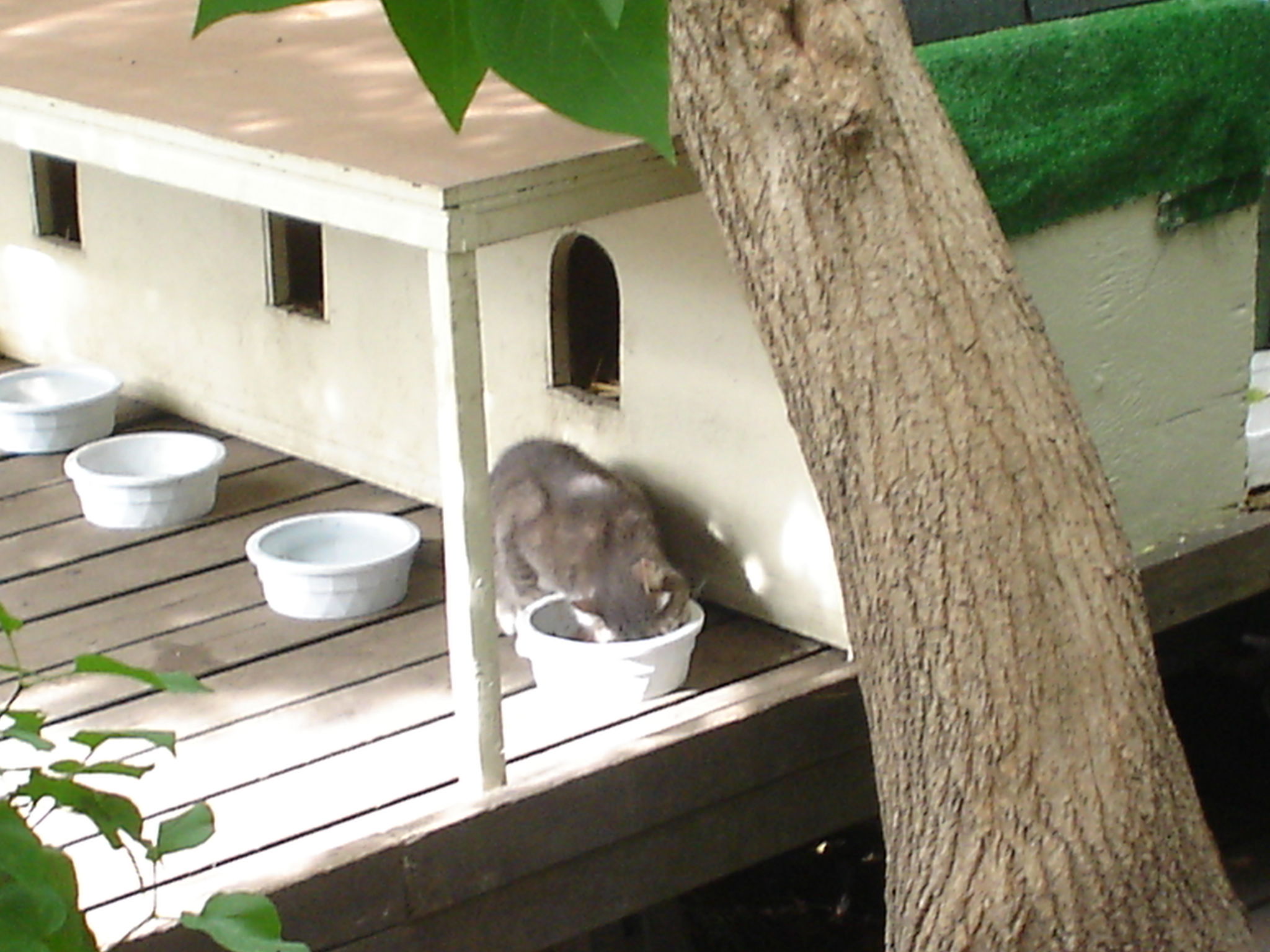 Stray Cats of the Hill, por Diogenesp