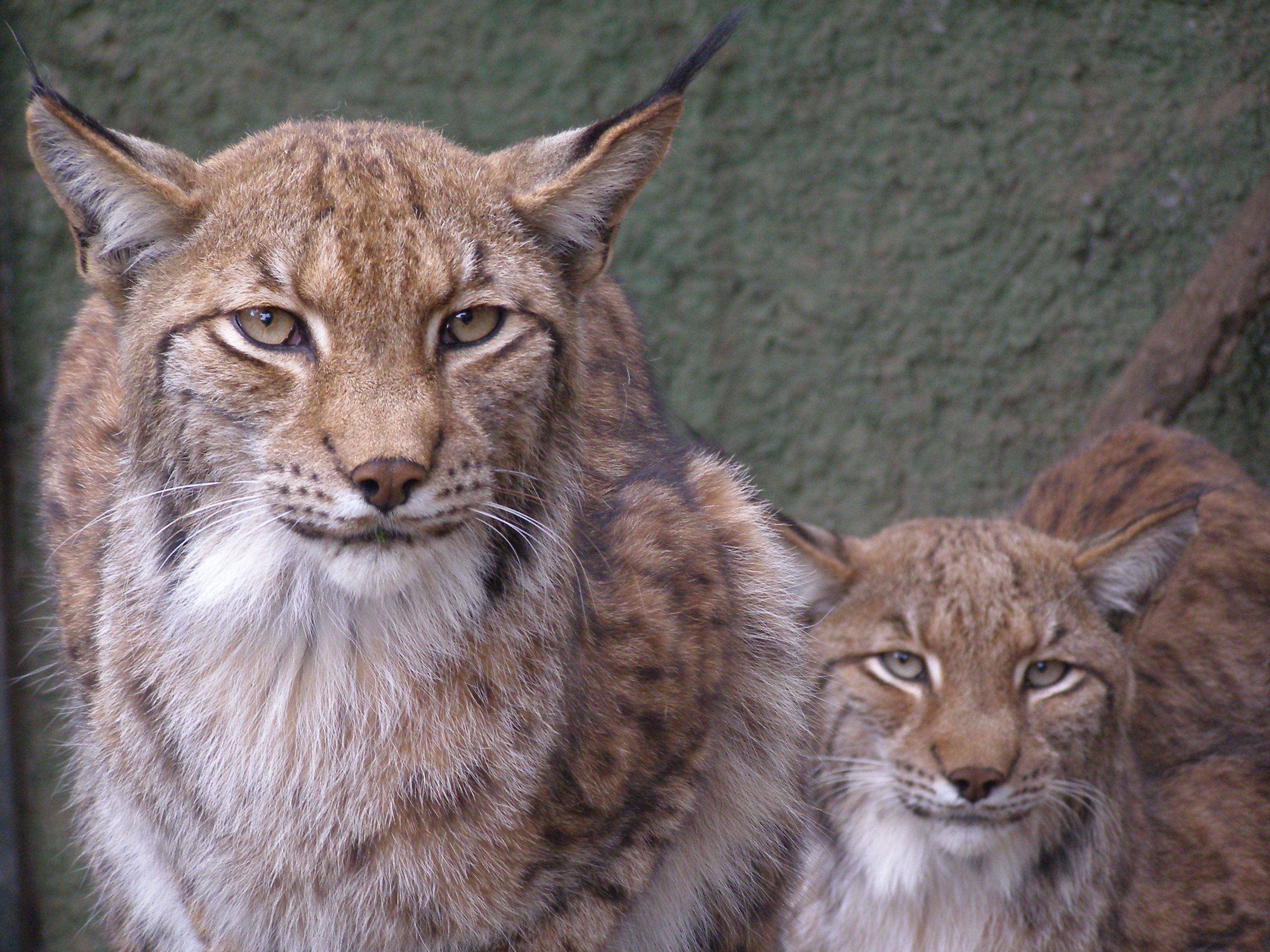 Zoo de Castellar, por alberto ovidio sanchez