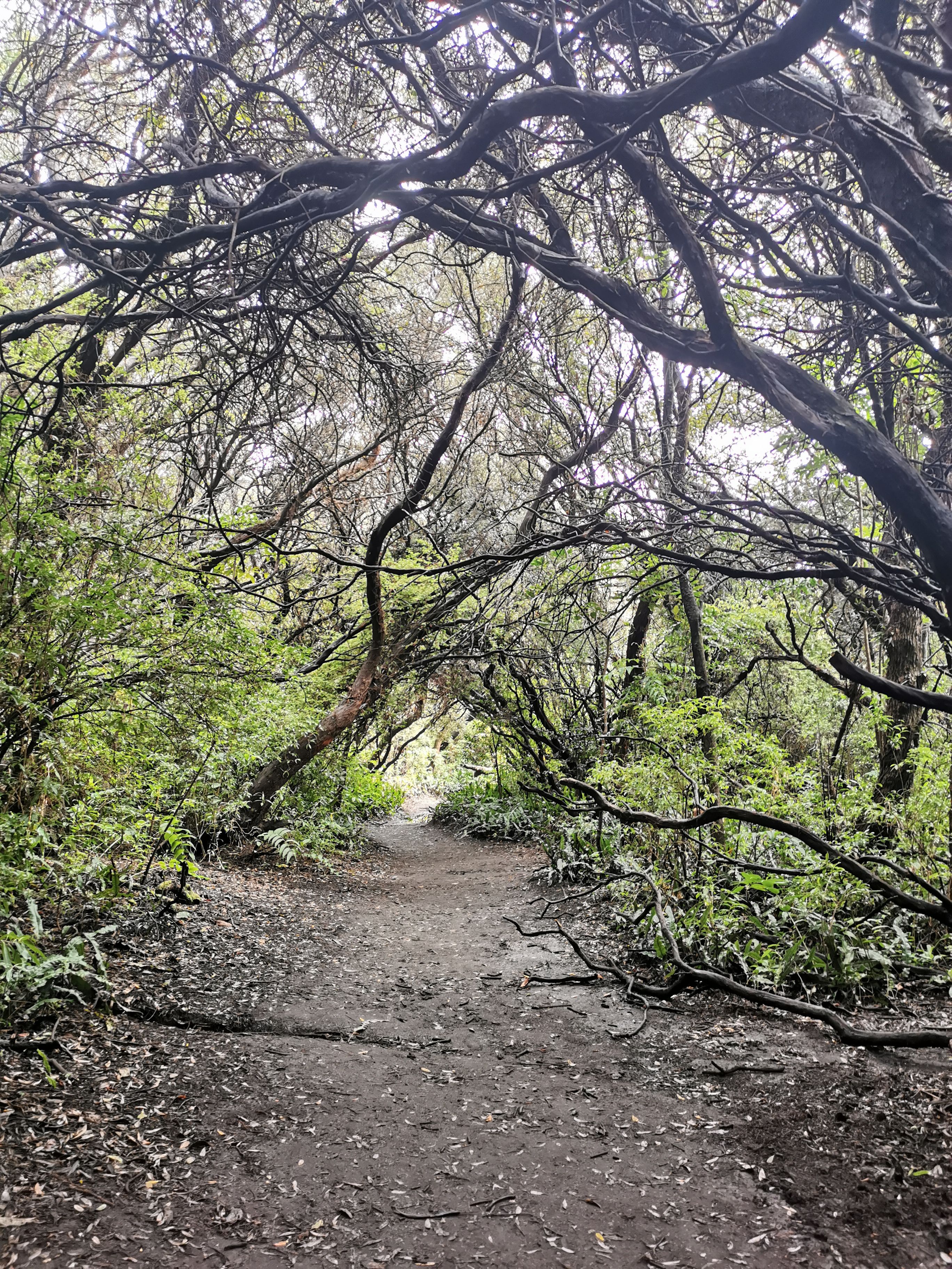 Hoteles cerca de Bosque de Prusia en Cartago