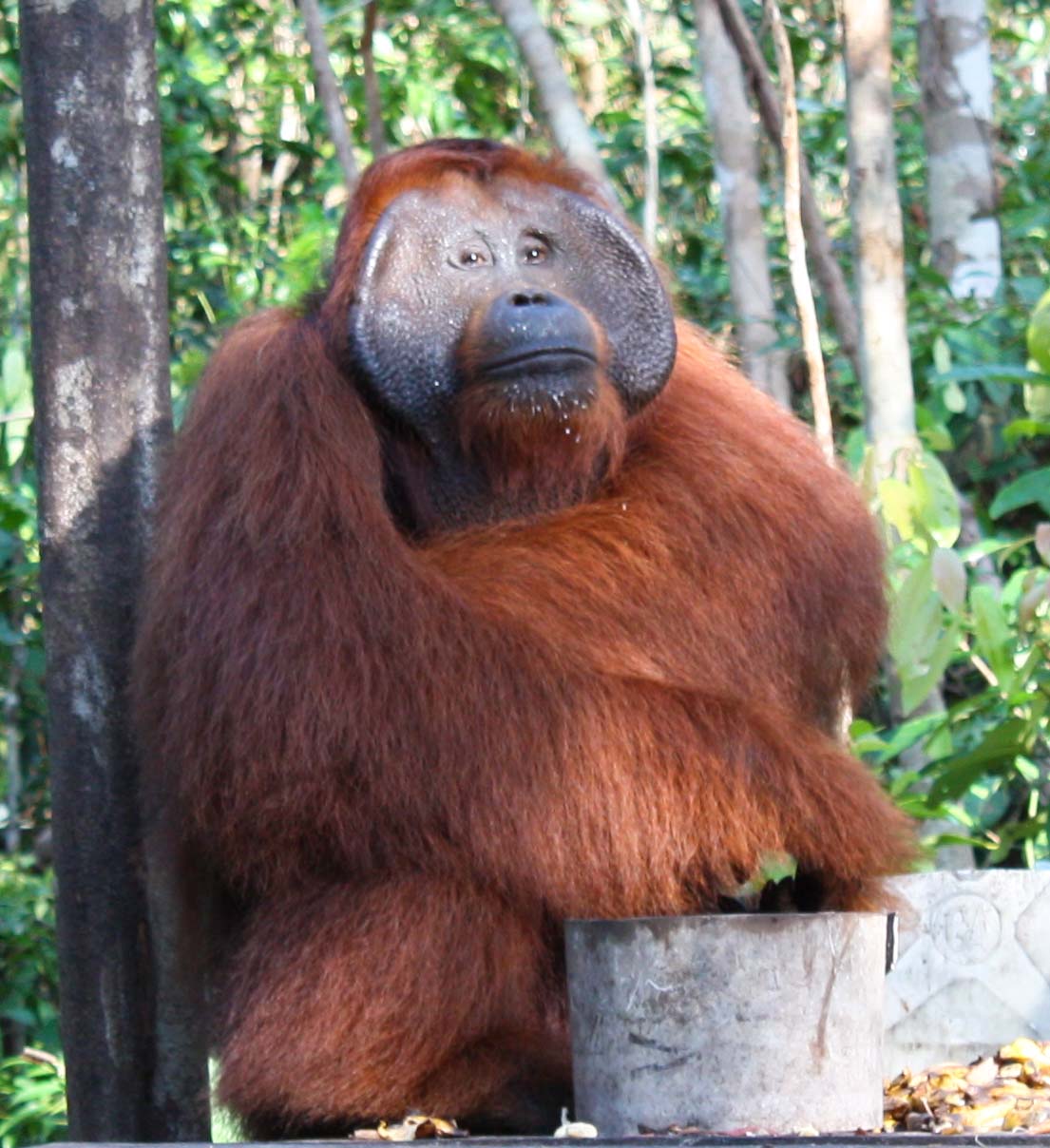 Tanjung Puting National Park, por mullan