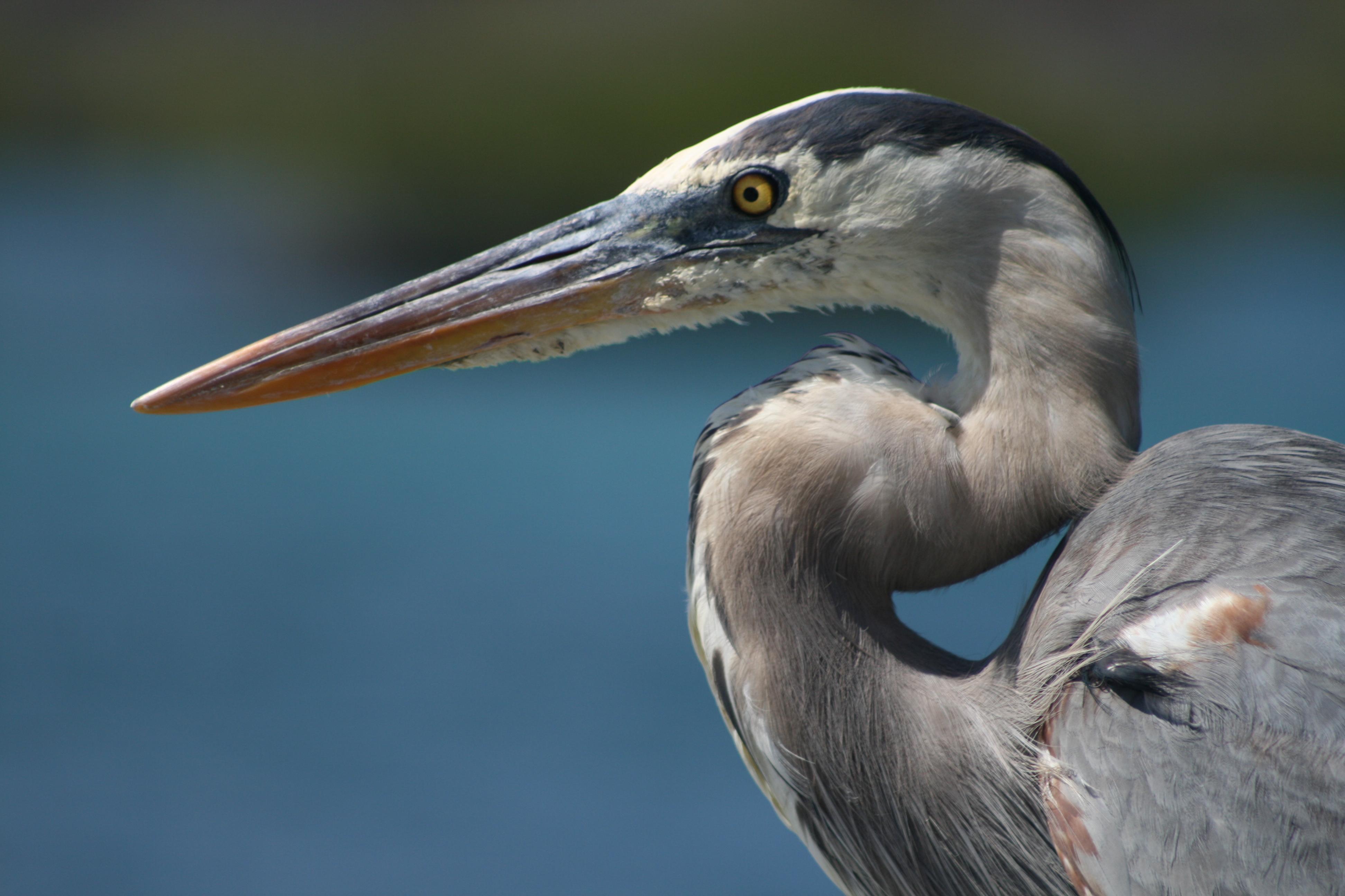 Baltra, Galápagos, por Diego Carrera Robalino