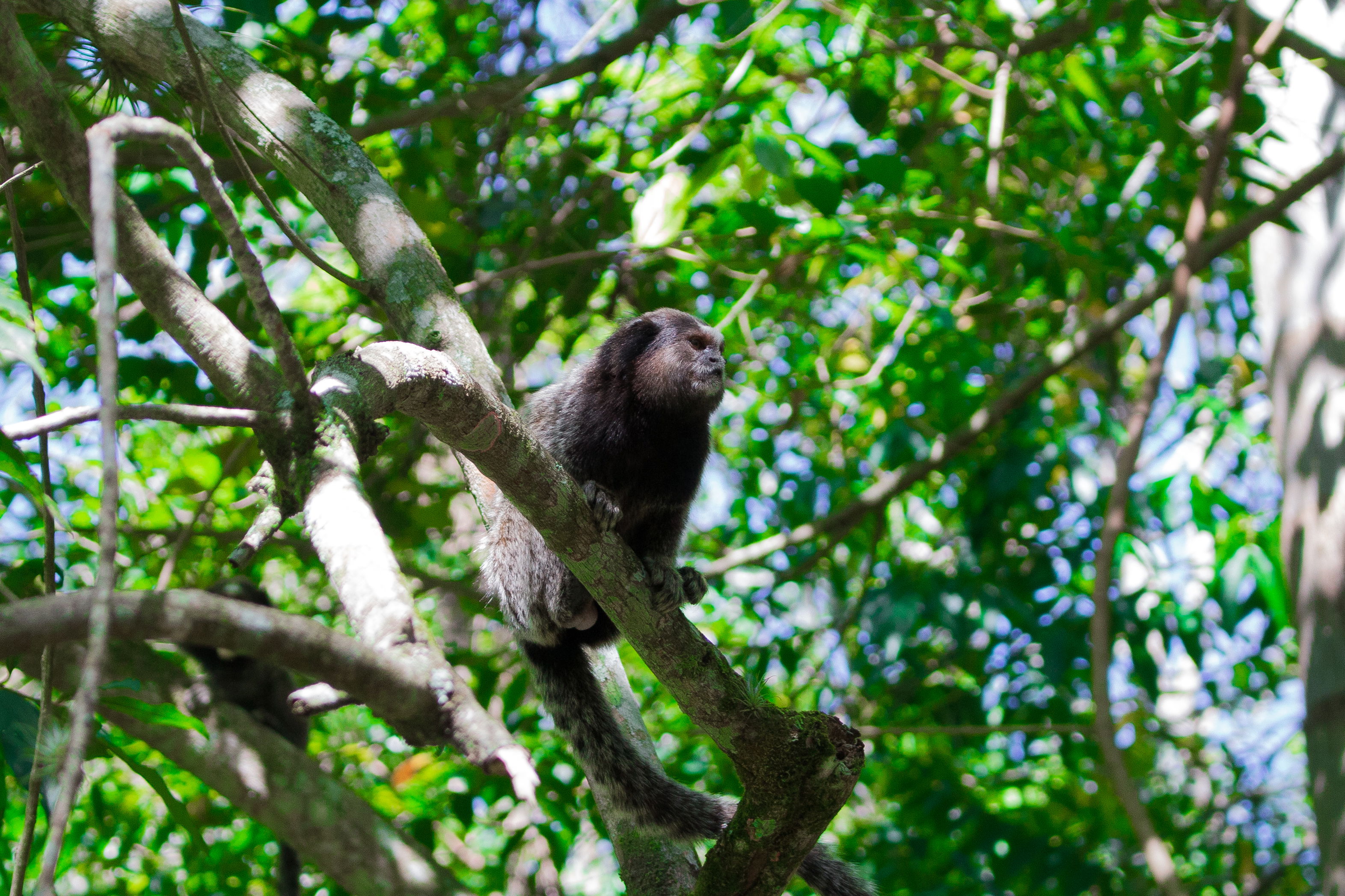 Parque Ecológico do Córrego Grande, por Daniel F.M.