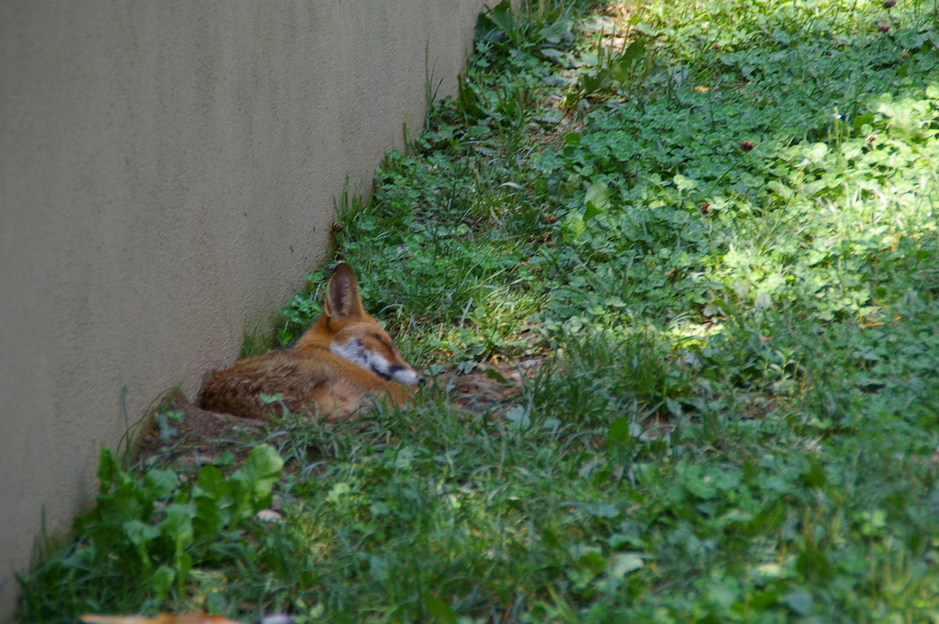 Parc Animalier des Pyrénées, por bea13