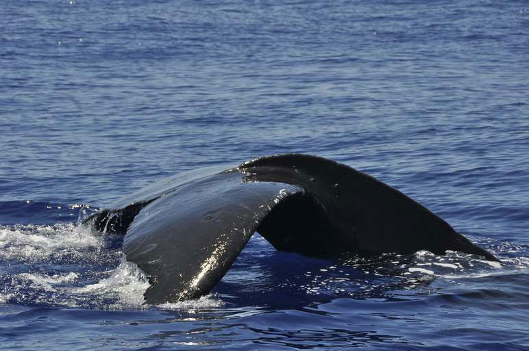 Avistamiento de Ballenas, por albertoloyo